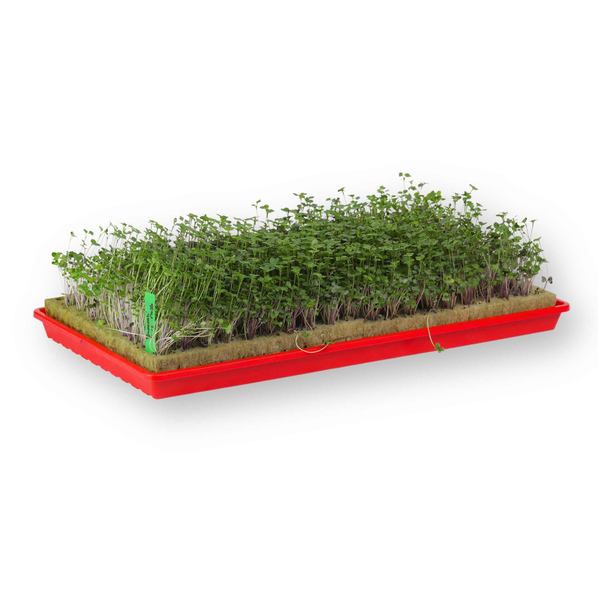 1020 Microgreen Trays - Shallow Extra Strength Heroes Collection - Image 16