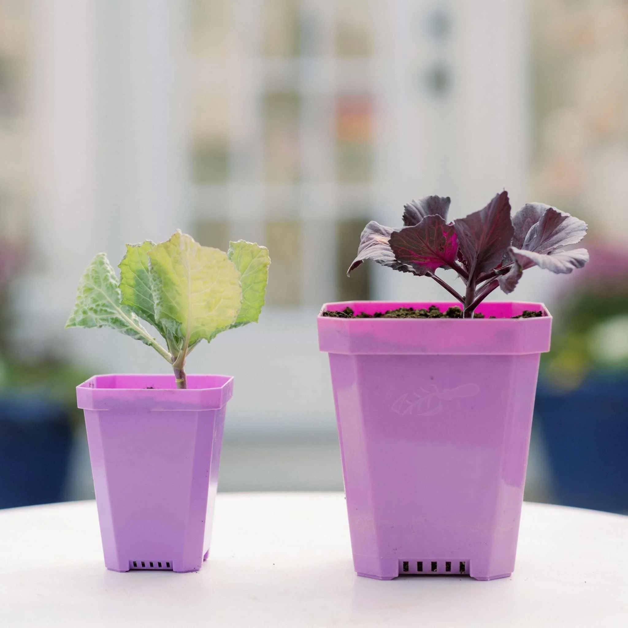 3.3" Heavy Duty Seed Starting Pots - Image 15