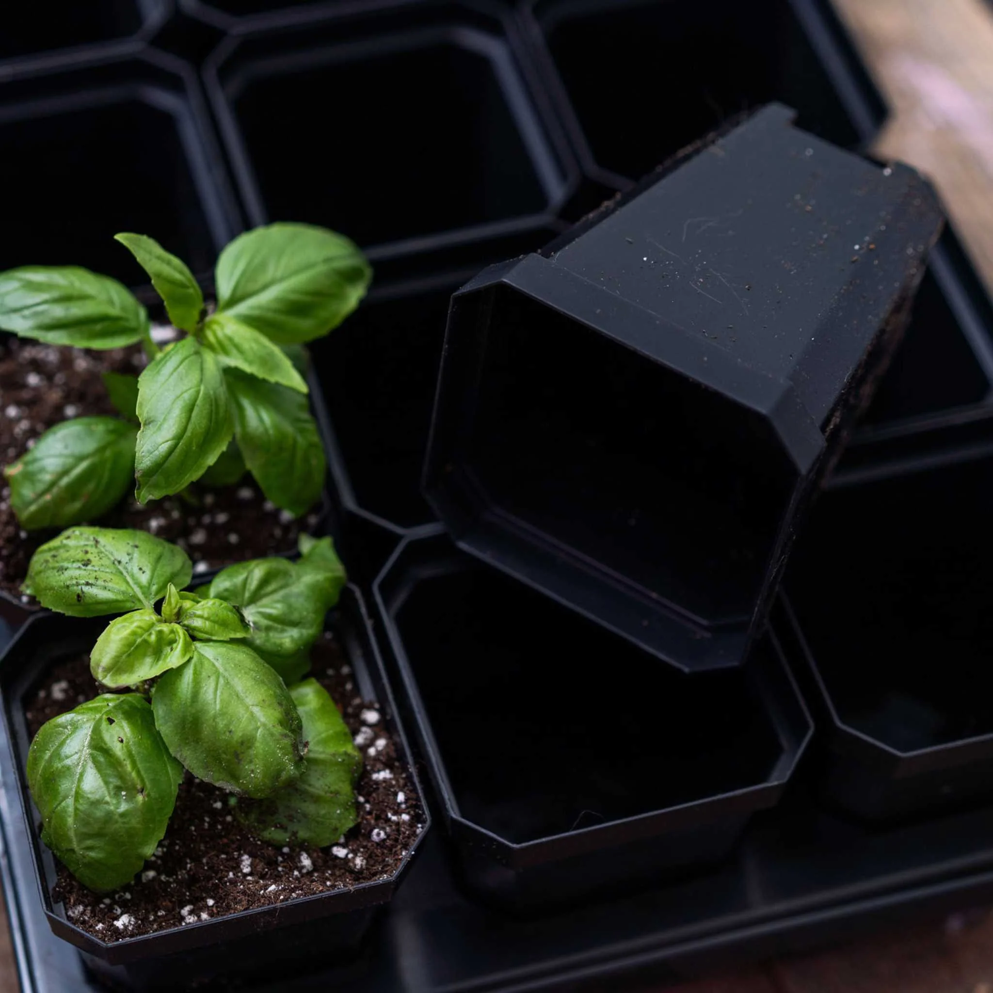 3.3" Heavy Duty Seed Starting Pots - Image 6
