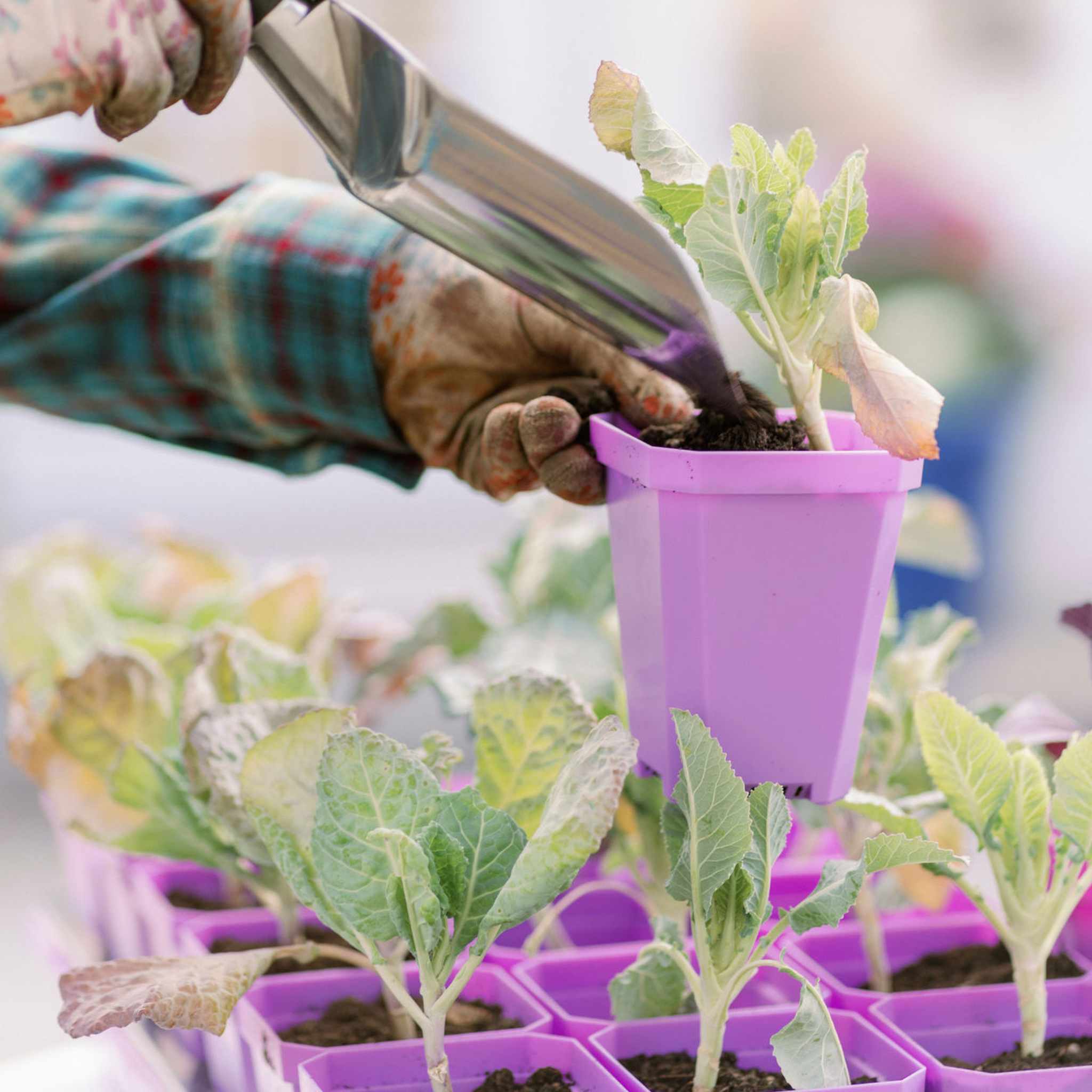 3.3" Heavy Duty Seed Starting Pots with Inserts - Image 17