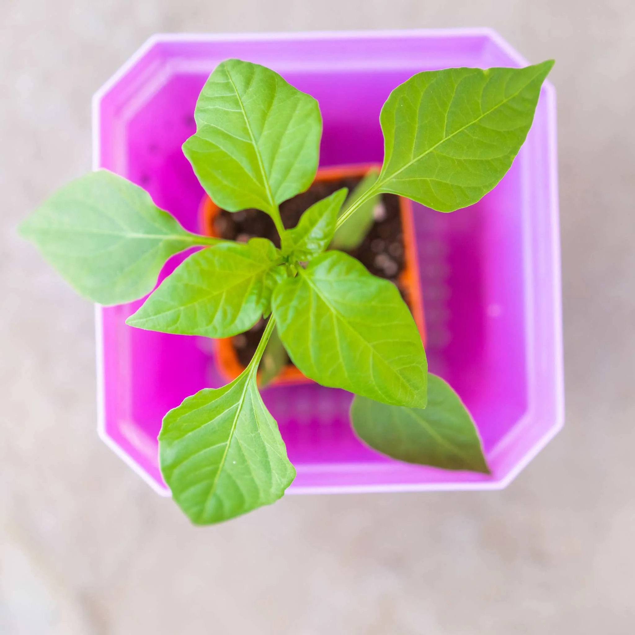 5" Nursery Pots with Insert Tray - Image 35