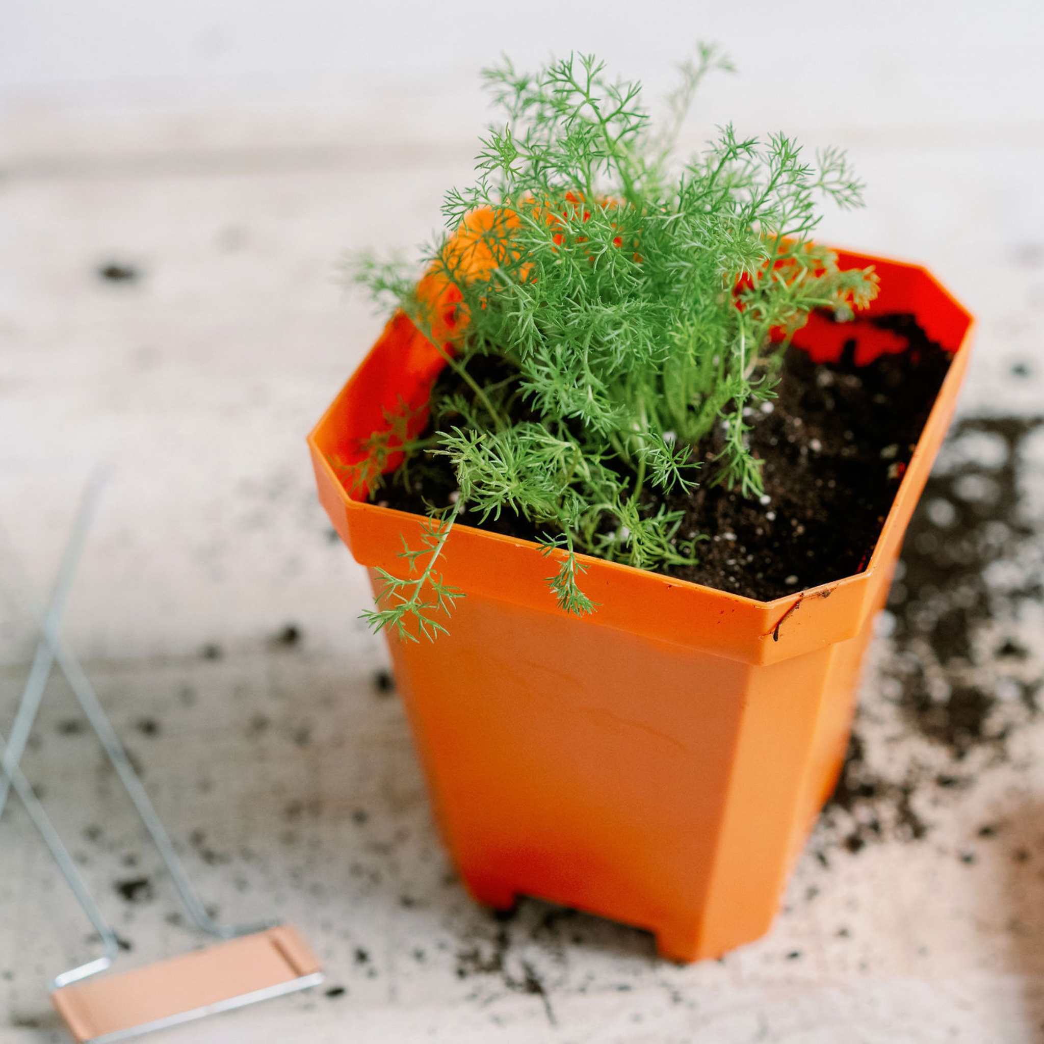 5" Heavy Duty Nursery Pots - Image 23