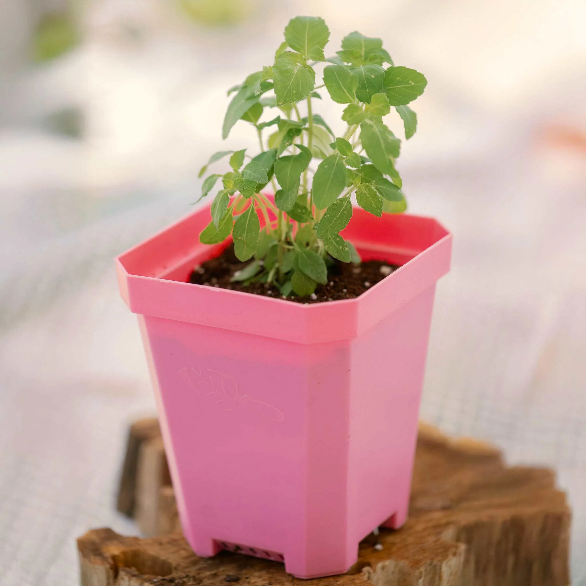 5" Heavy Duty Nursery Pots - Image 27
