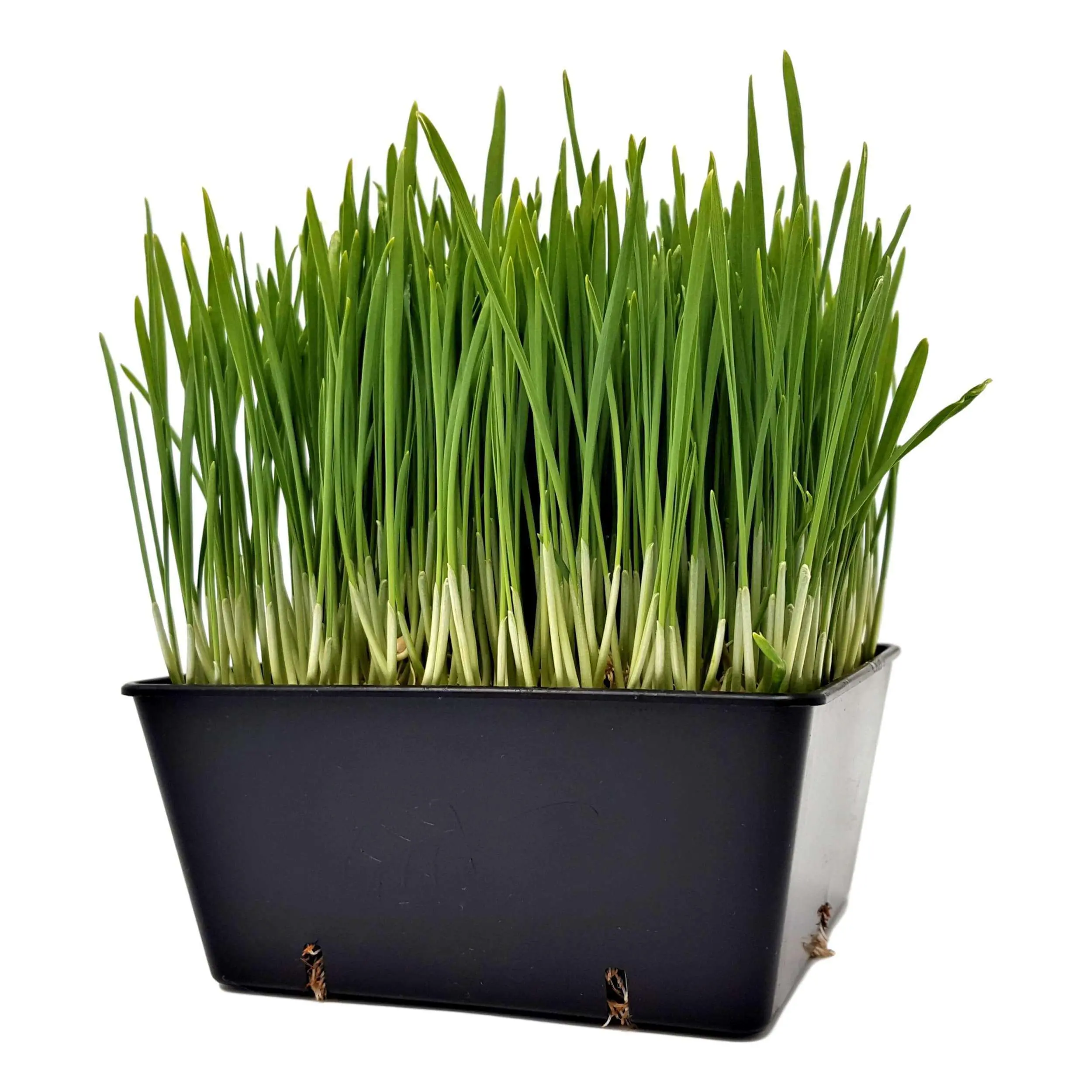 5x5 Deep Grow Tray Inserts - Image 13
