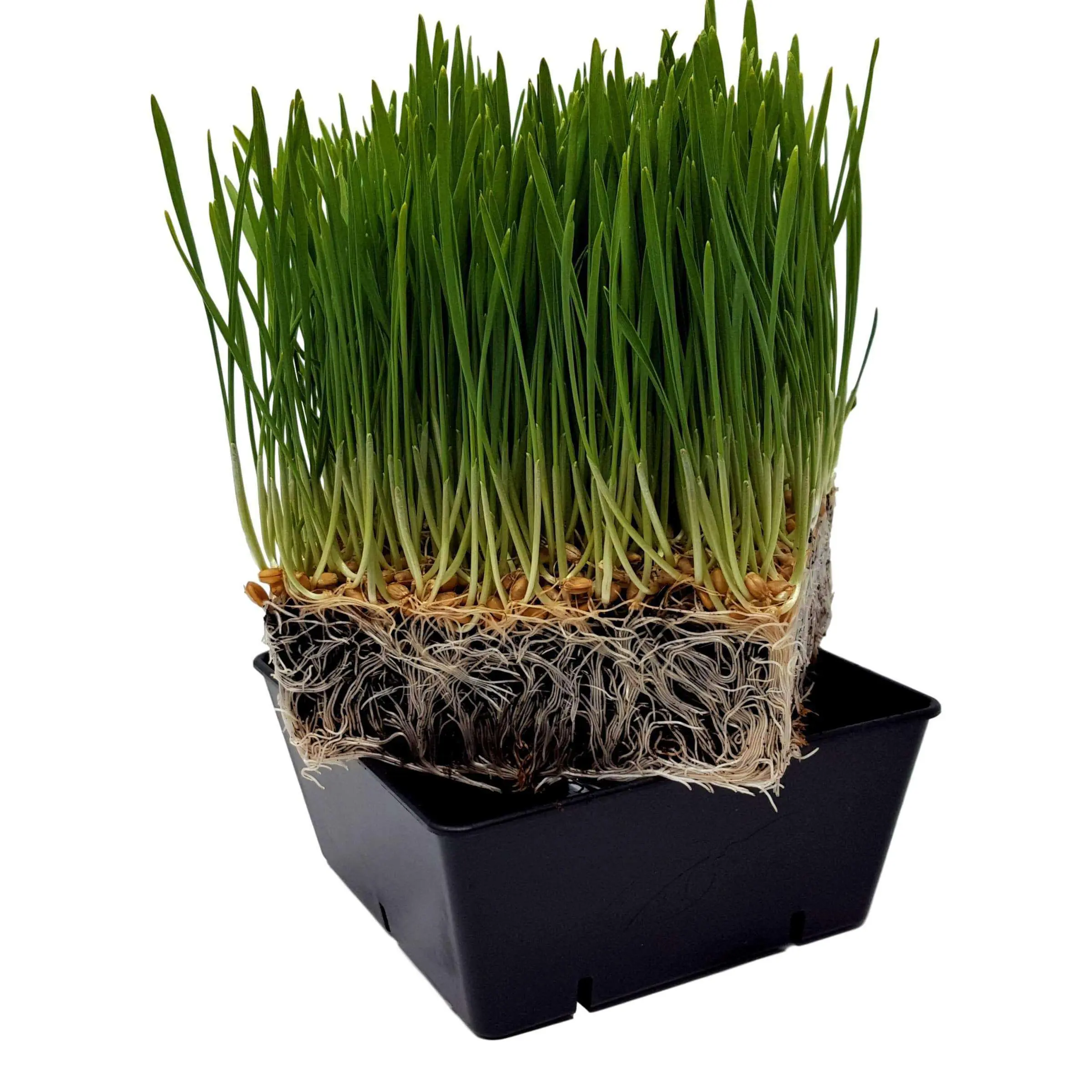 5x5 Deep Grow Tray Inserts - Image 14