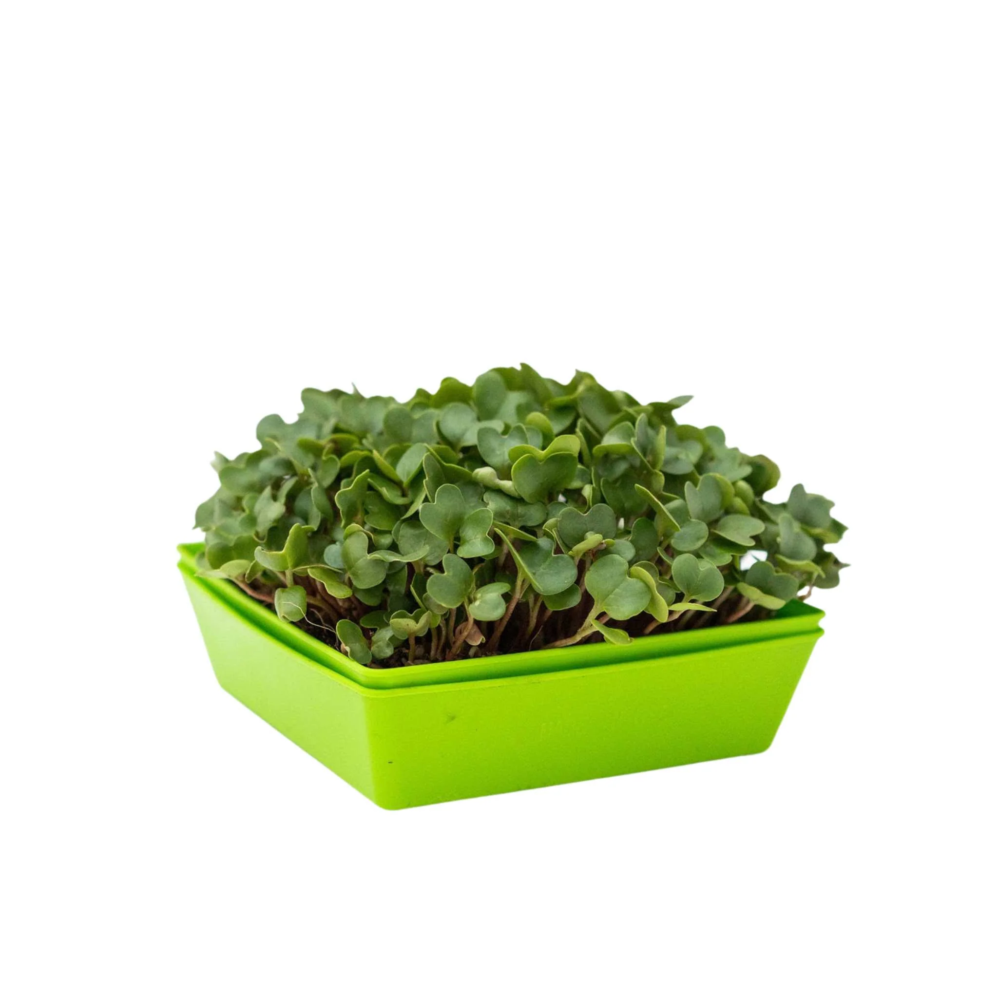 5X5 Extra Strength Shallow Microgreen Trays - Image 10