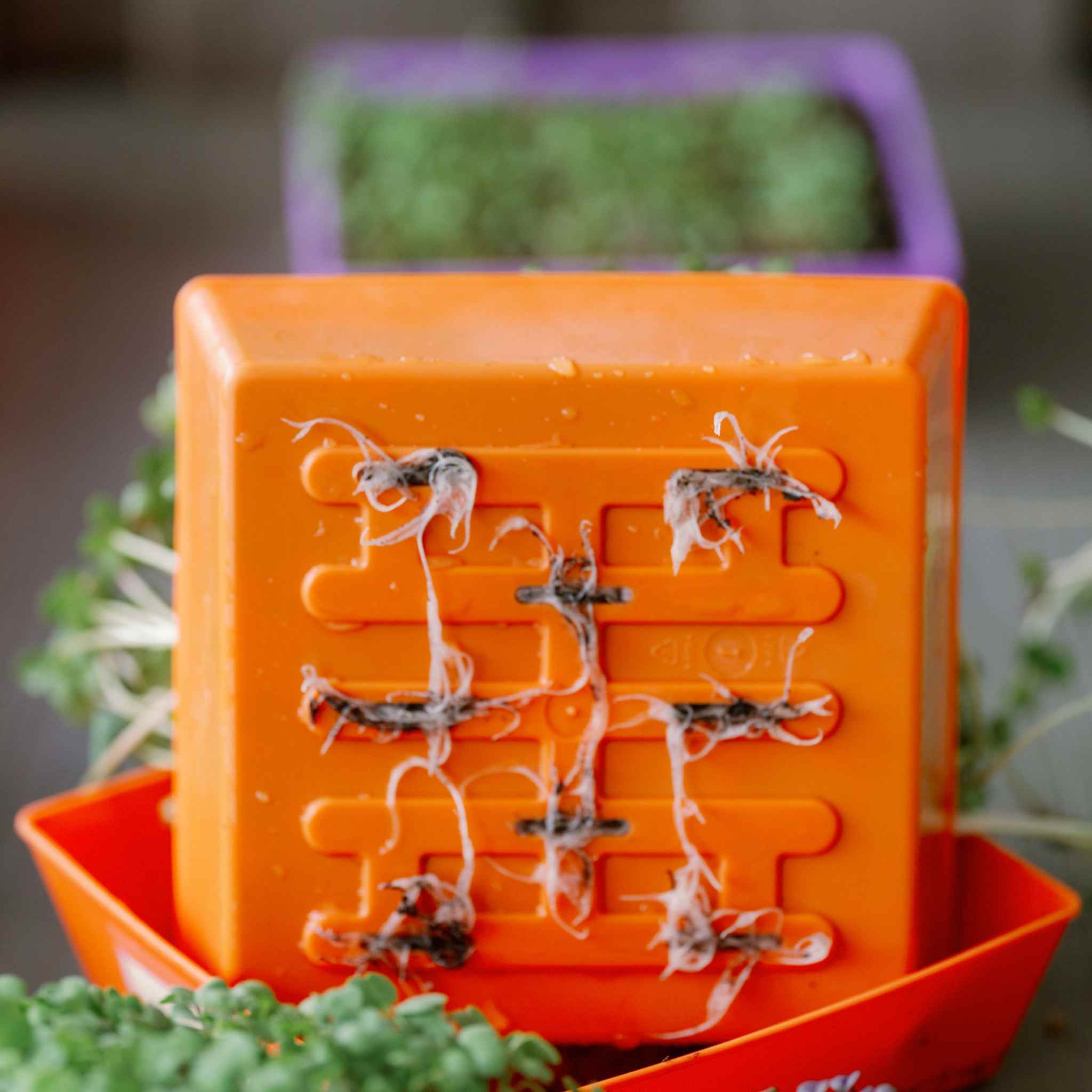 5X5 Extra Strength Shallow Microgreen Trays - Image 13