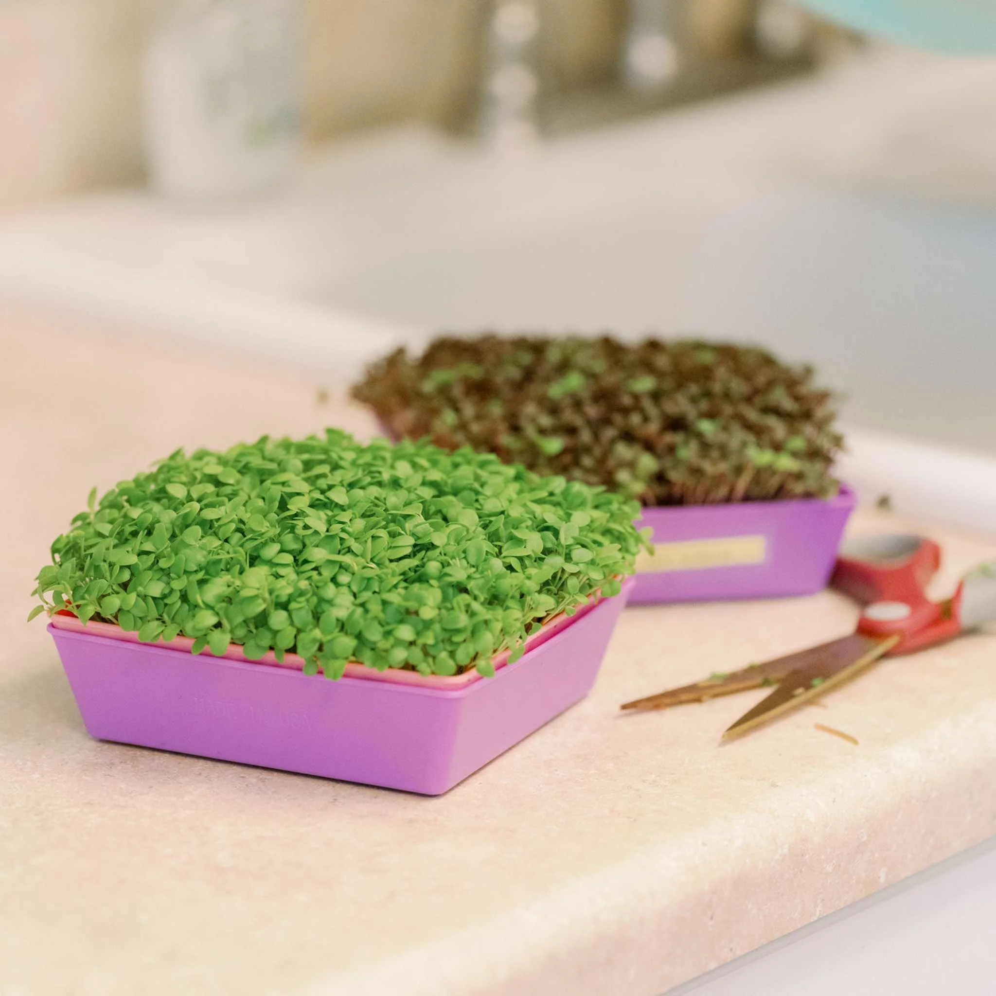 5X5 Extra Strength Shallow Microgreen Trays - Image 16
