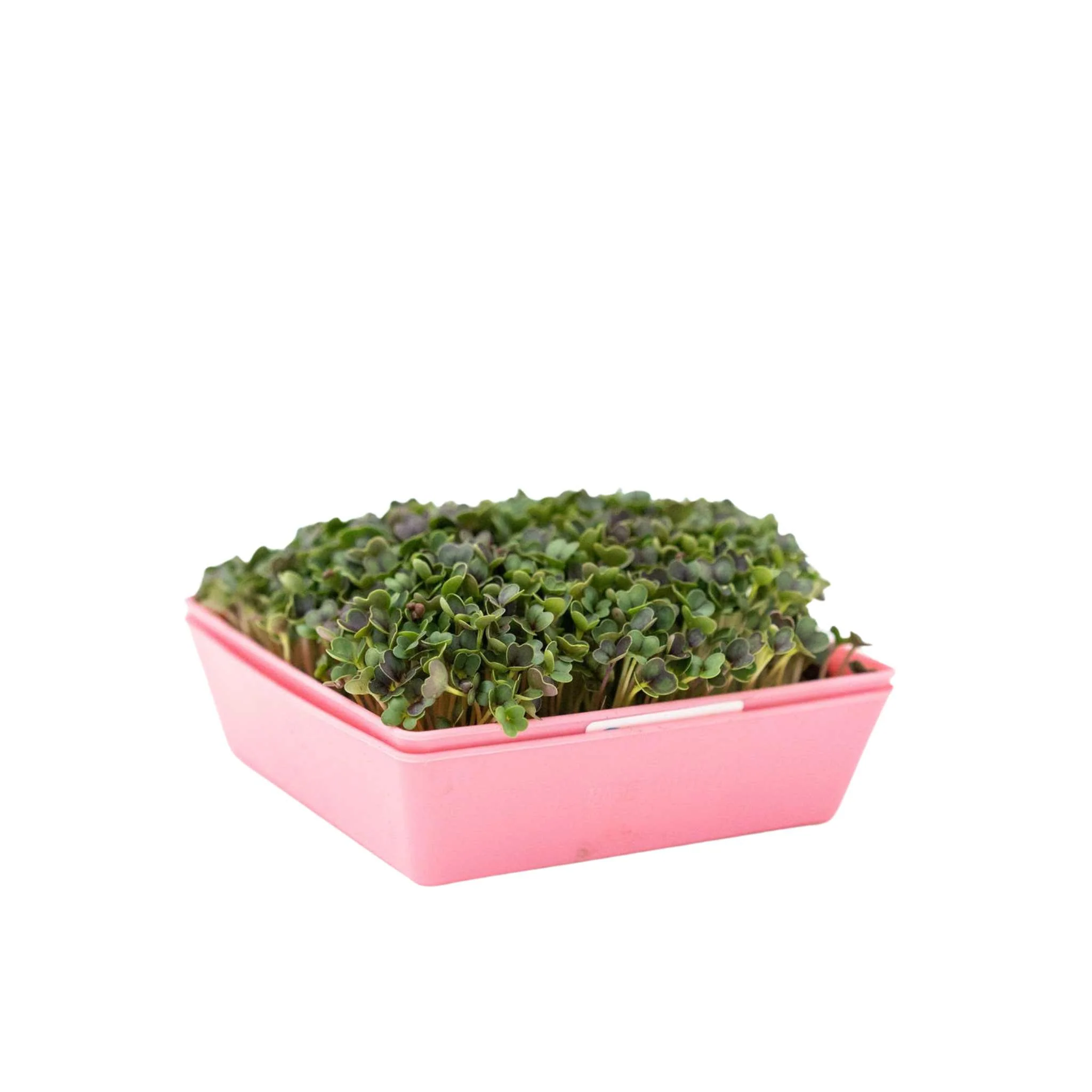 5X5 Extra Strength Shallow Microgreen Trays - Image 4
