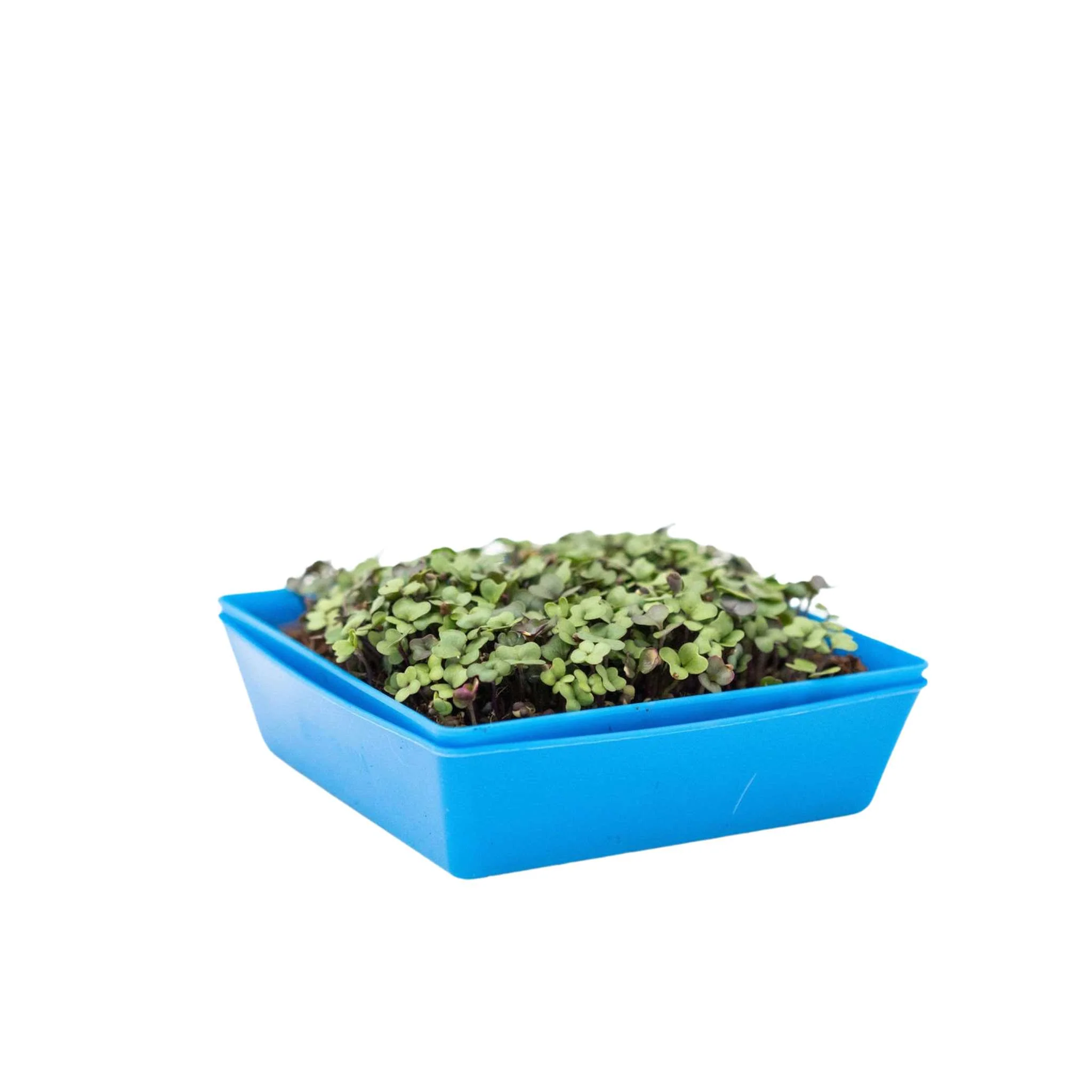 5X5 Extra Strength Shallow Microgreen Trays - Image 7