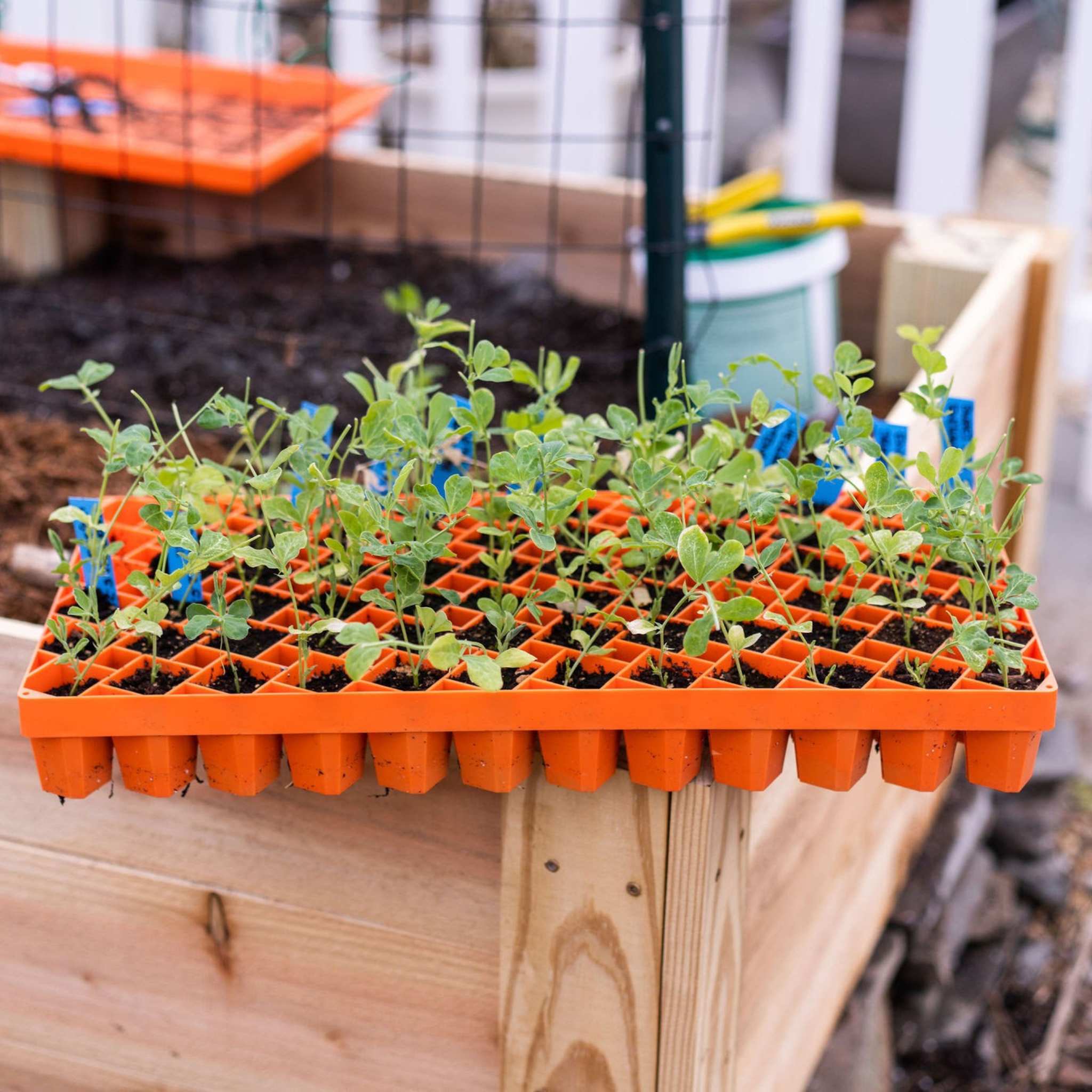 Air Prune Heavy Duty Propagation Tray - 72 Cell - Image 10