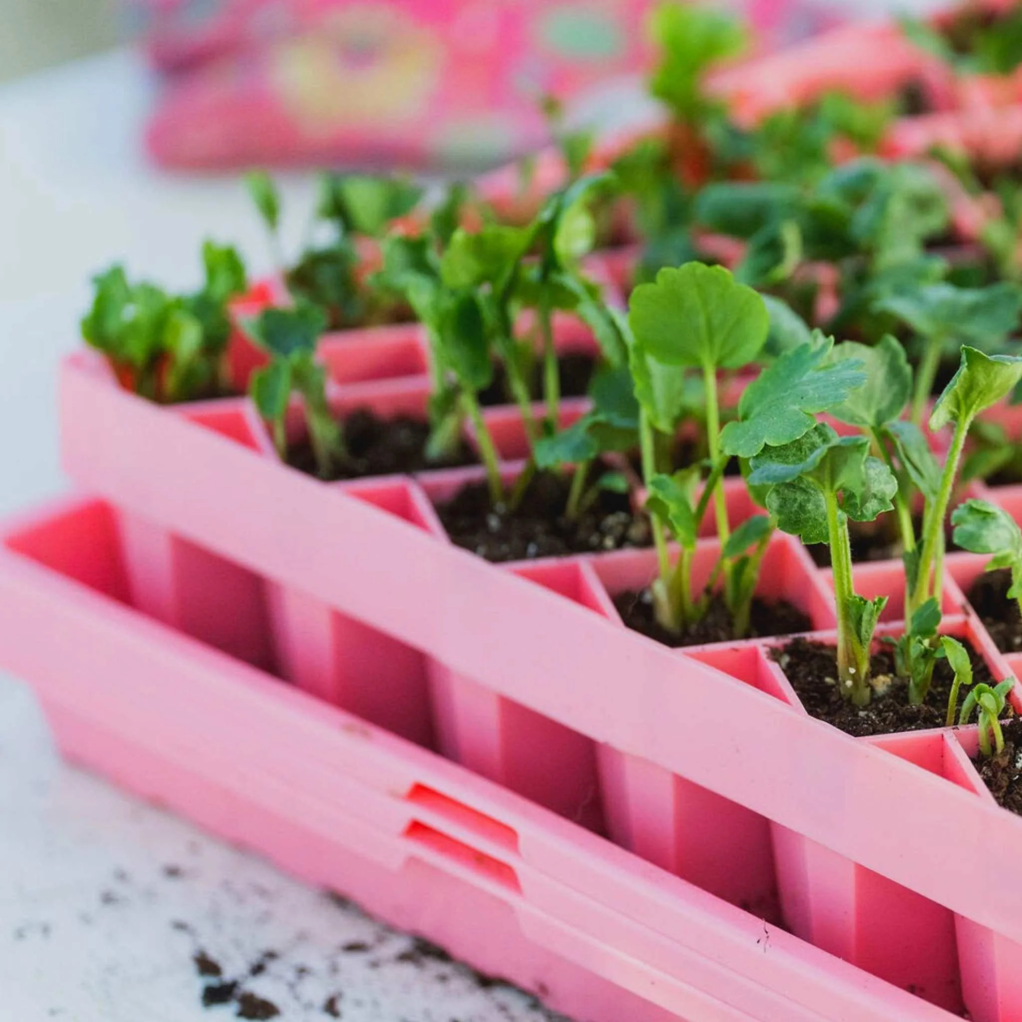 Air Prune Heavy Duty Propagation Tray - 72 Cell - Image 17