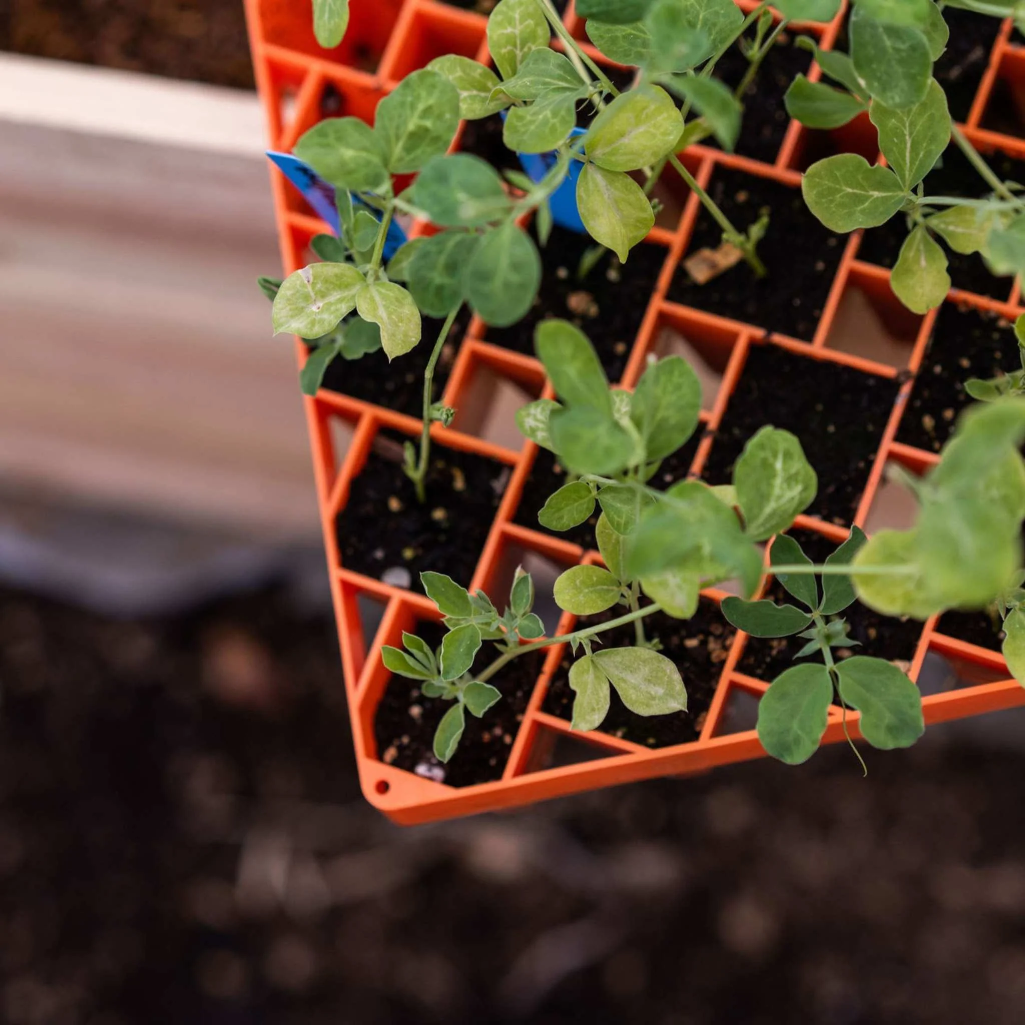 Air Prune Heavy Duty Propagation Tray - 72 Cell - Image 8