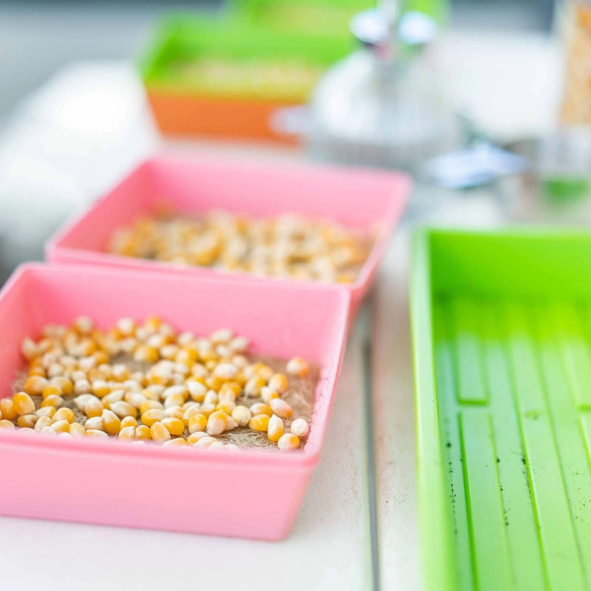 Classroom Microgreens Bundle - Image 5