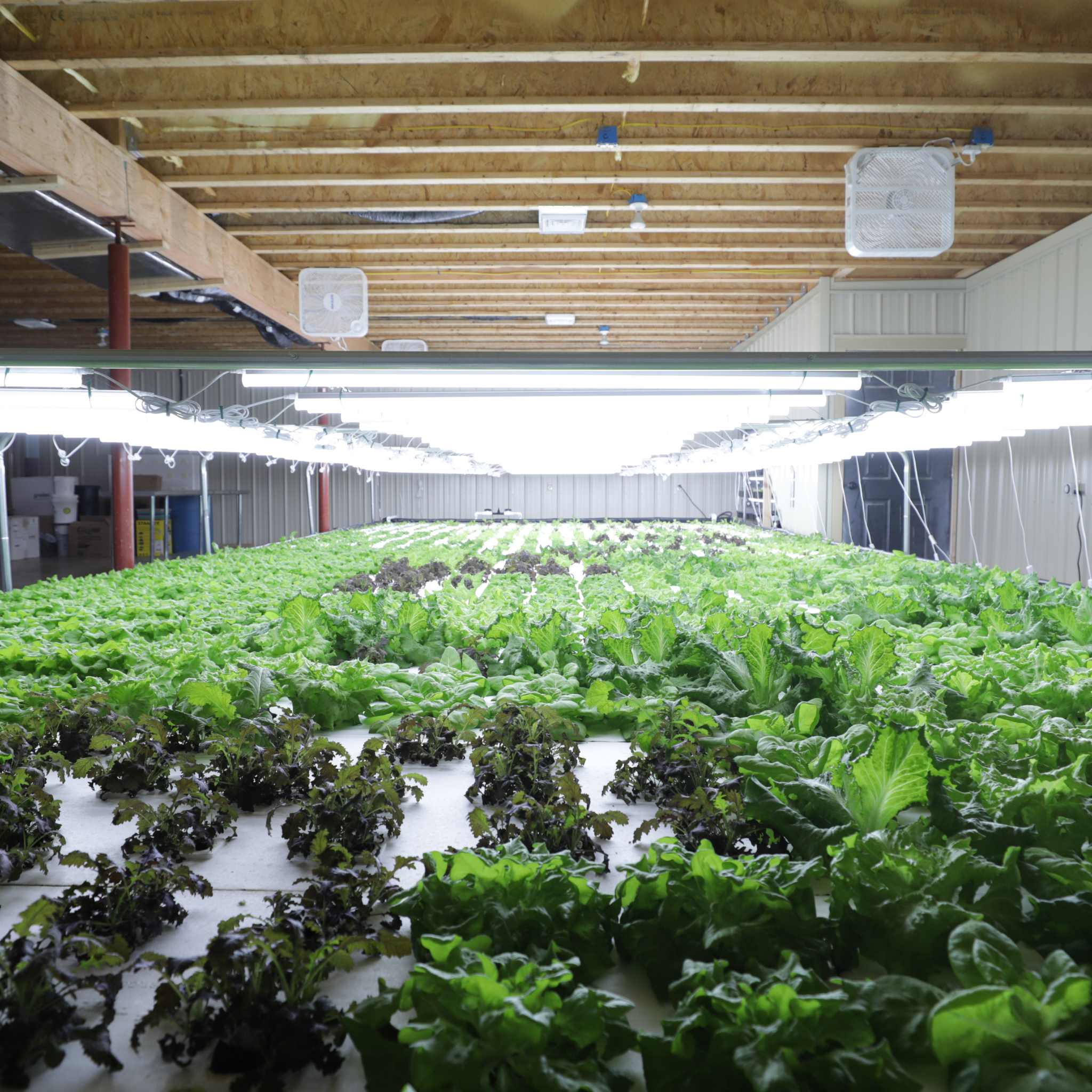 Deep Water Culture (DWC) Kit - Image 7