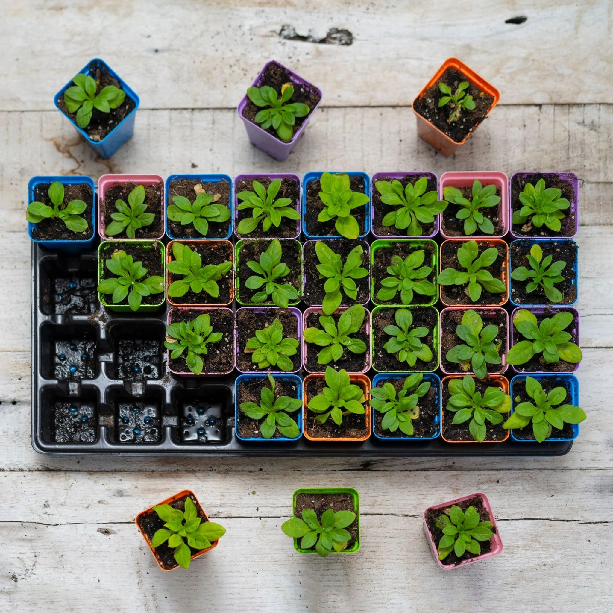 32-Cell Reusable Plant Starter Trays with Inserts - Image 5
