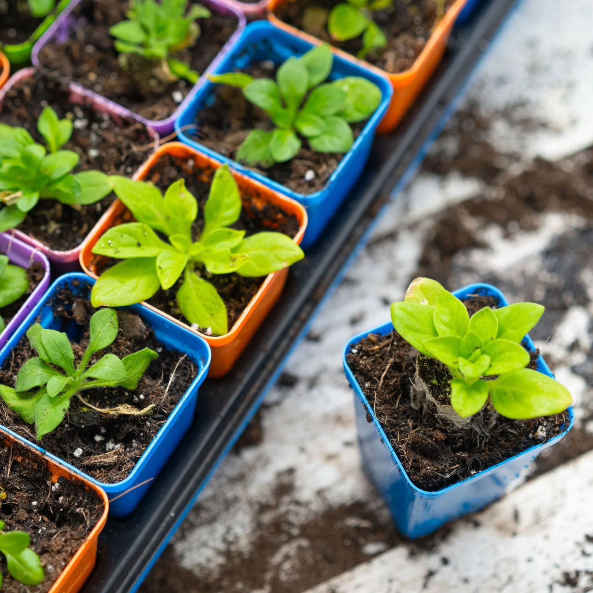 32-Cell Reusable Plant Starter Trays with Inserts - Image 6