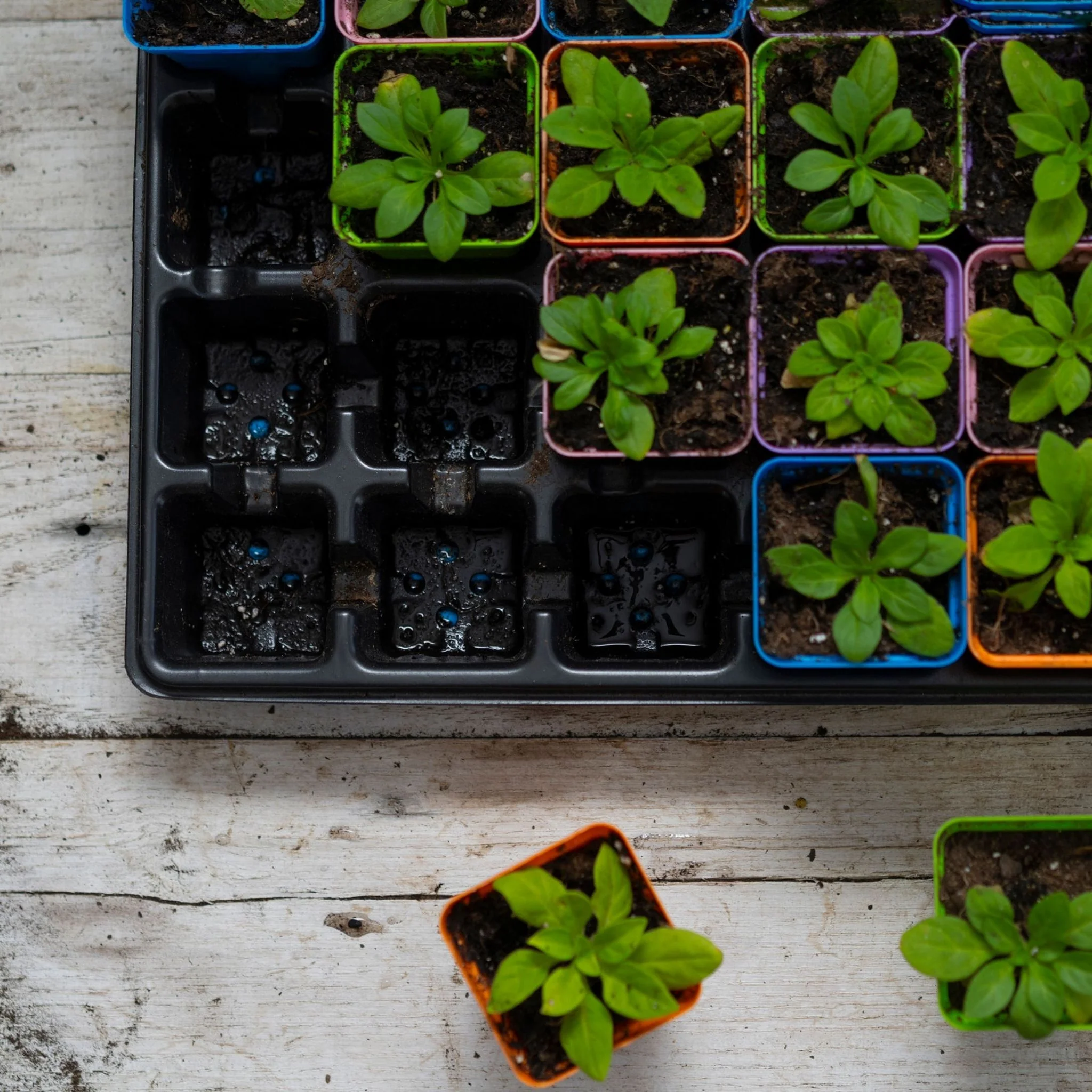 32-Cell Reusable Plant Starter Trays with Inserts - Image 7