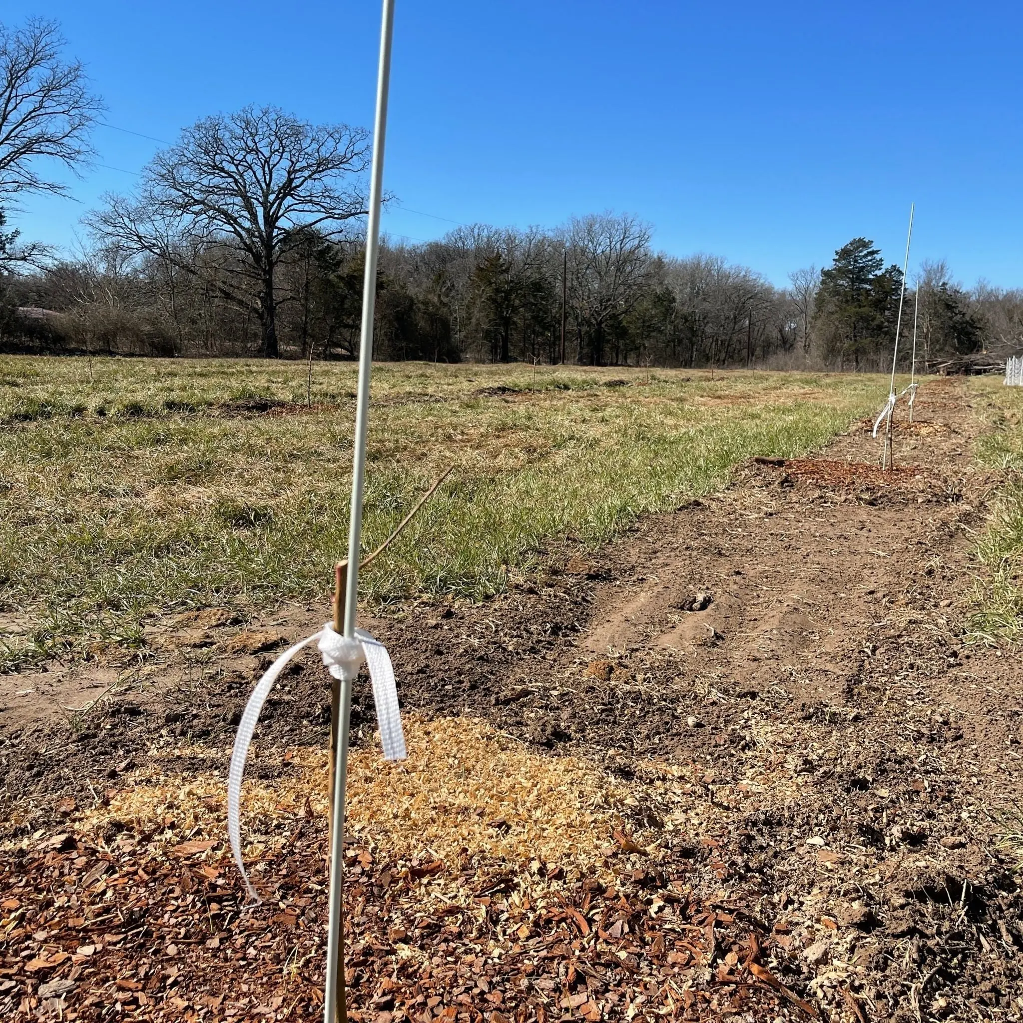 Plant Support Poles - Image 3