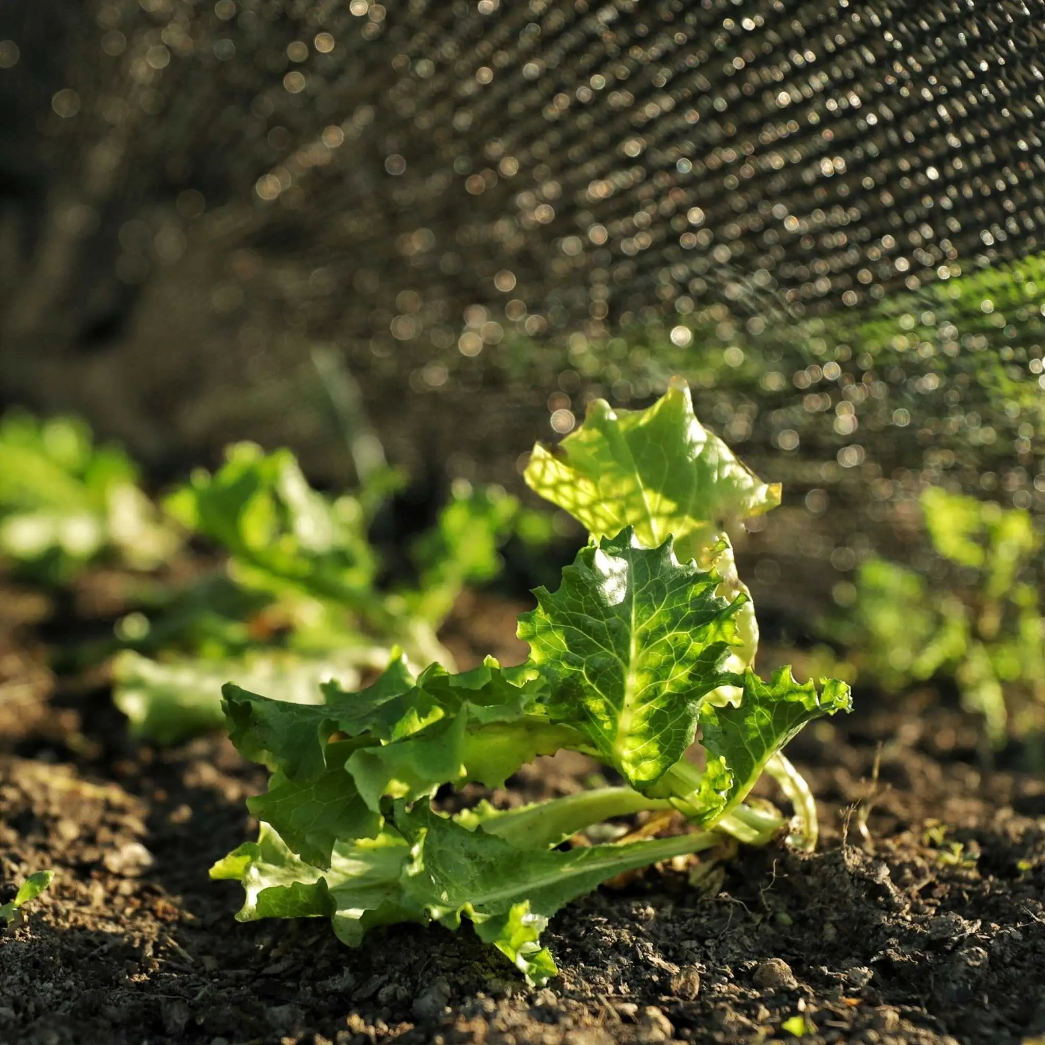 Greenhouse Shade Cloth - 30% Black - Image 4