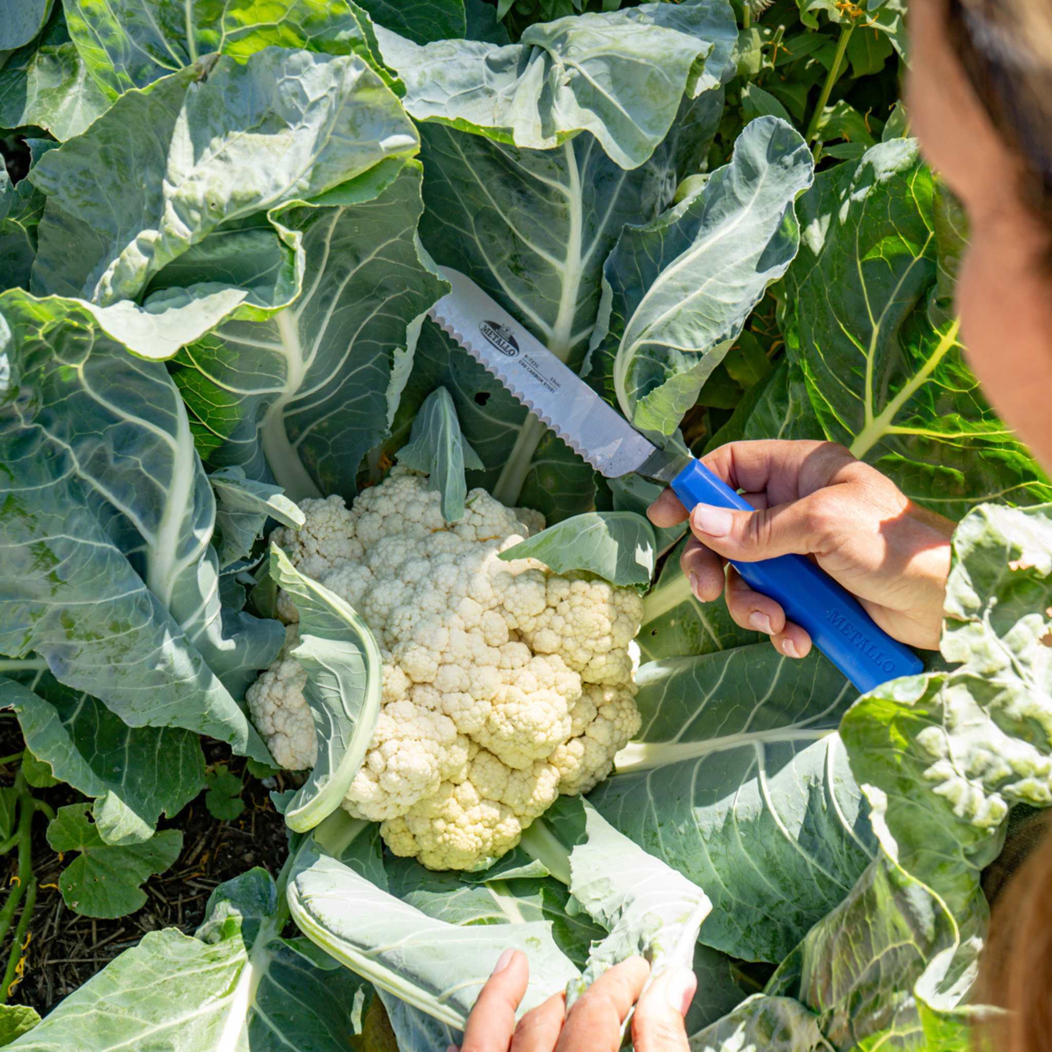 Harvest Knife for Spinach & Leafy Greens- Serrated - Image 3