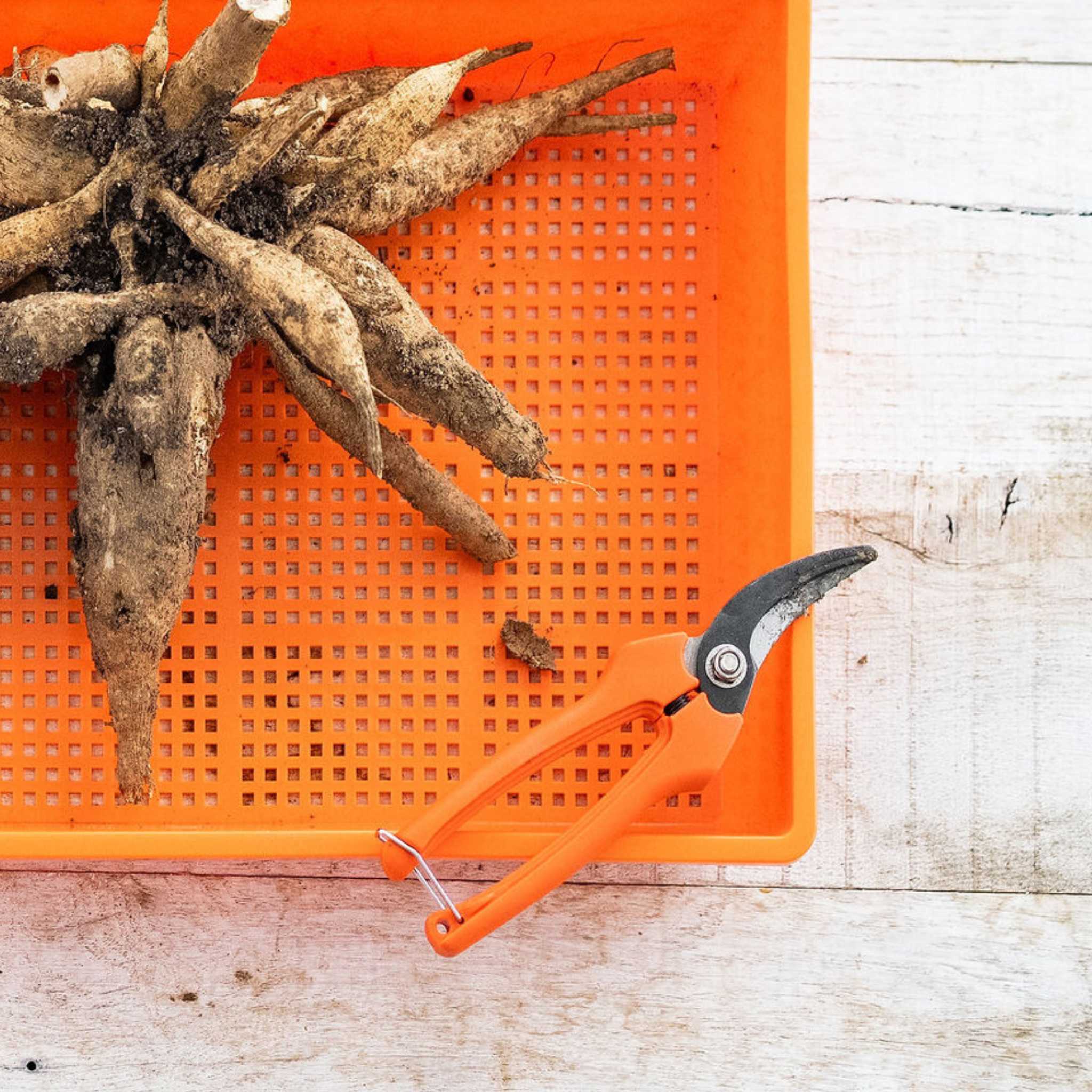 Harvesting Pruning Shears | 185 mm - Image 8
