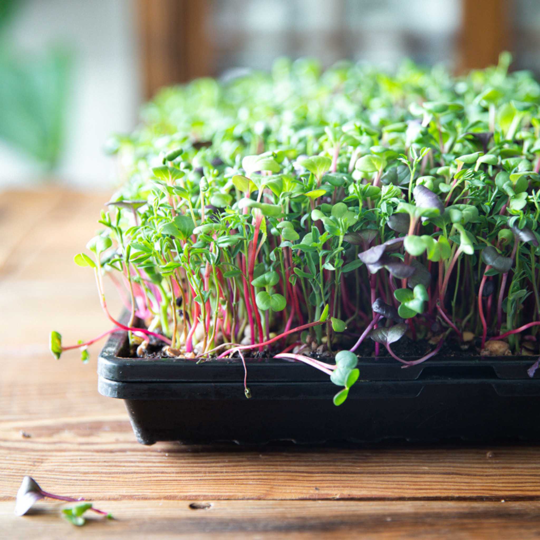 1020 Microgreen Trays | Extra Strength Shallow 1020 Trays - Image 9