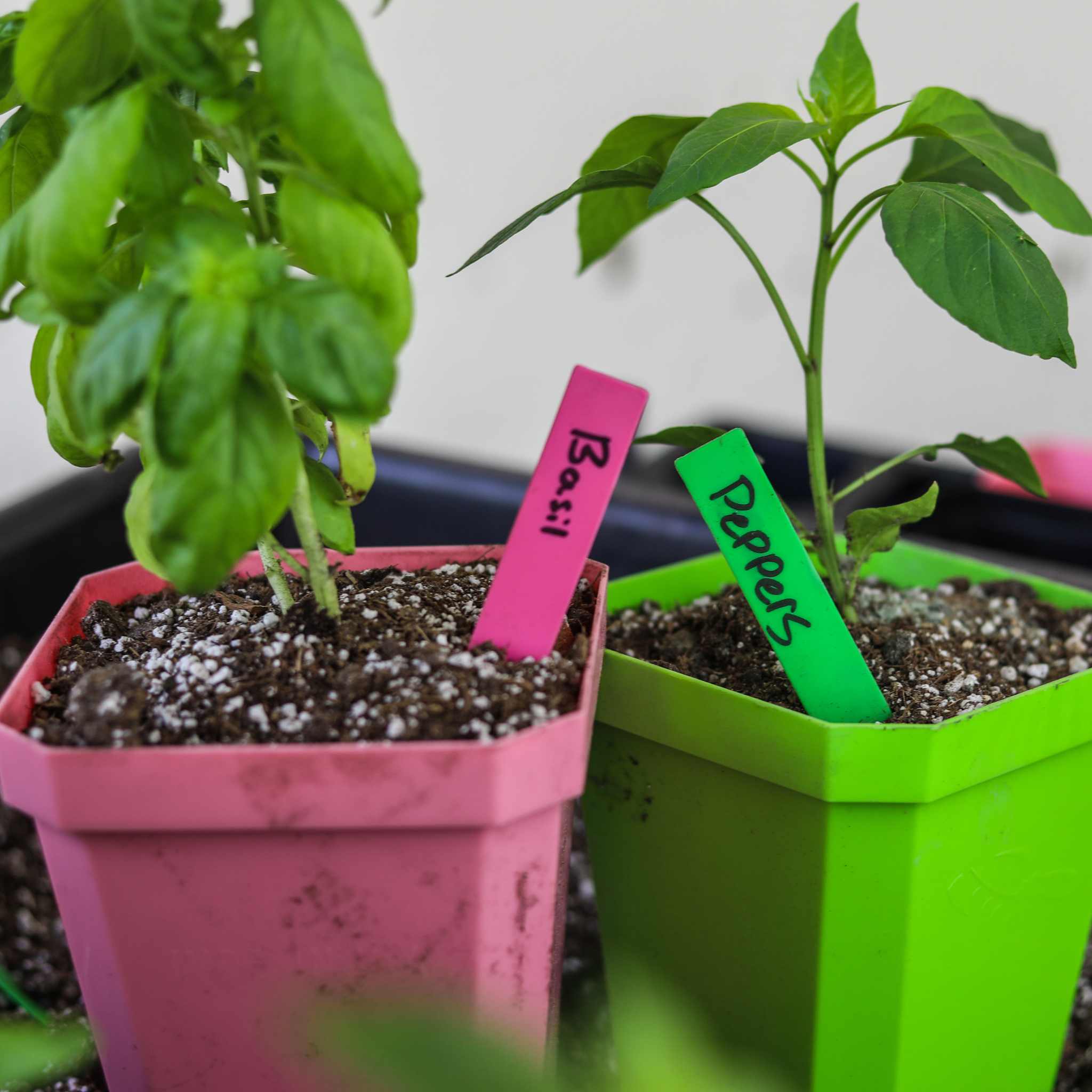 Multi-color Plant Labels | 100 count - Image 3