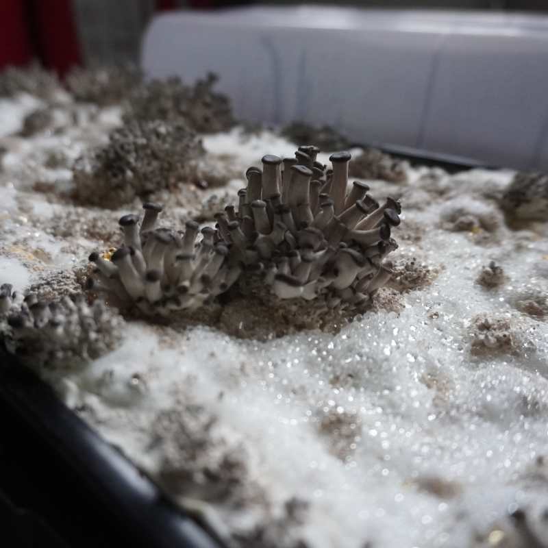 Mushroom Grow Kit - Image 3