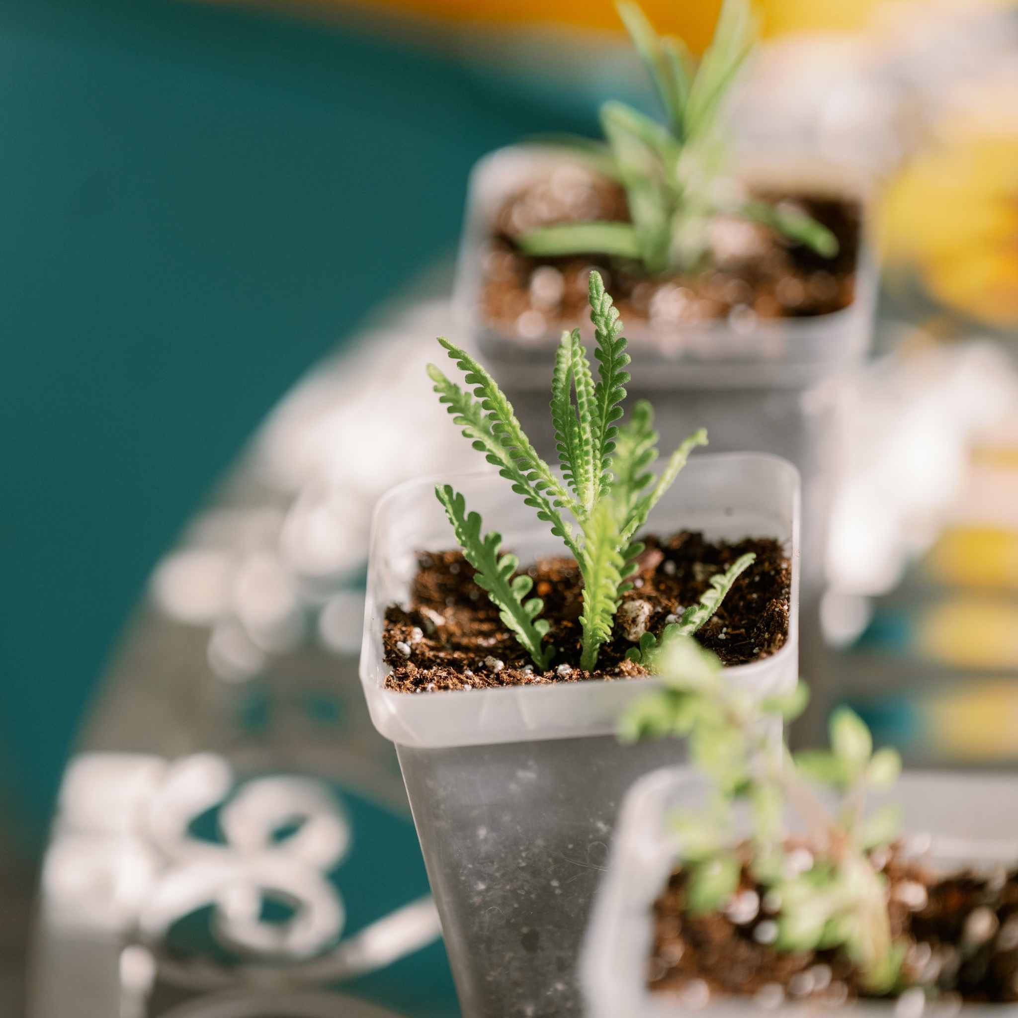 Propagation Kit | For Cuttings, Seedlings and More - Image 3