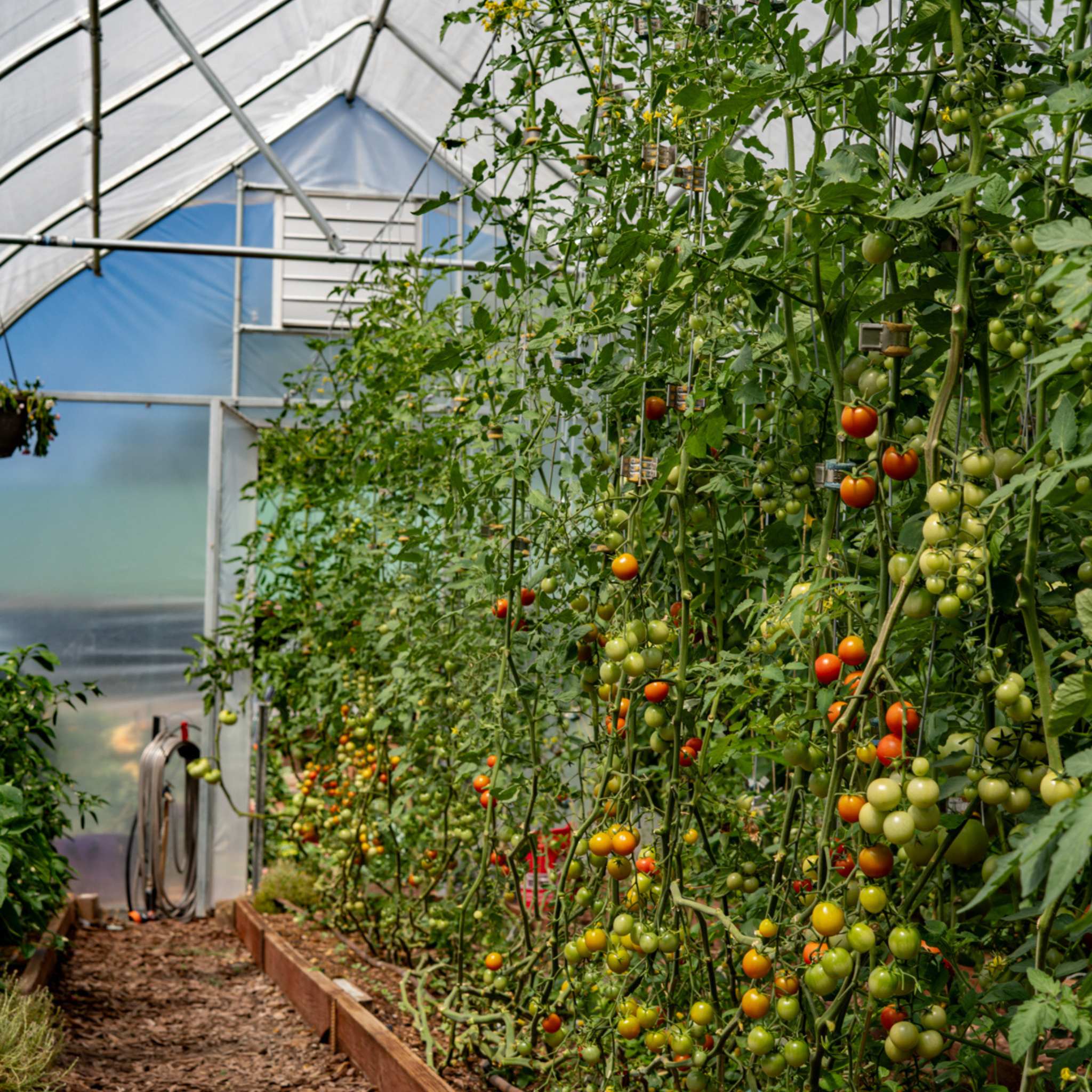 Qlipr Trellising System - Image 2