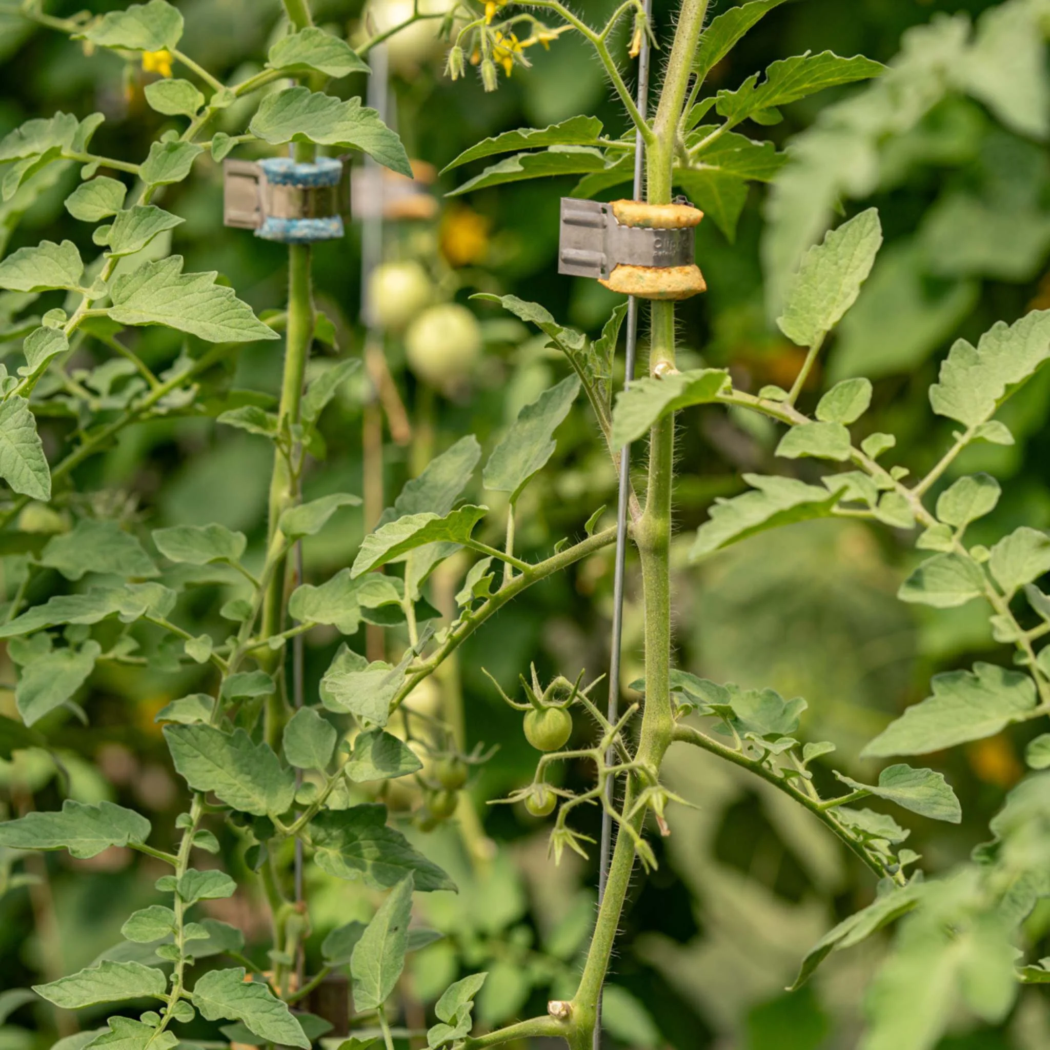 Qlipr Trellising System - Image 3