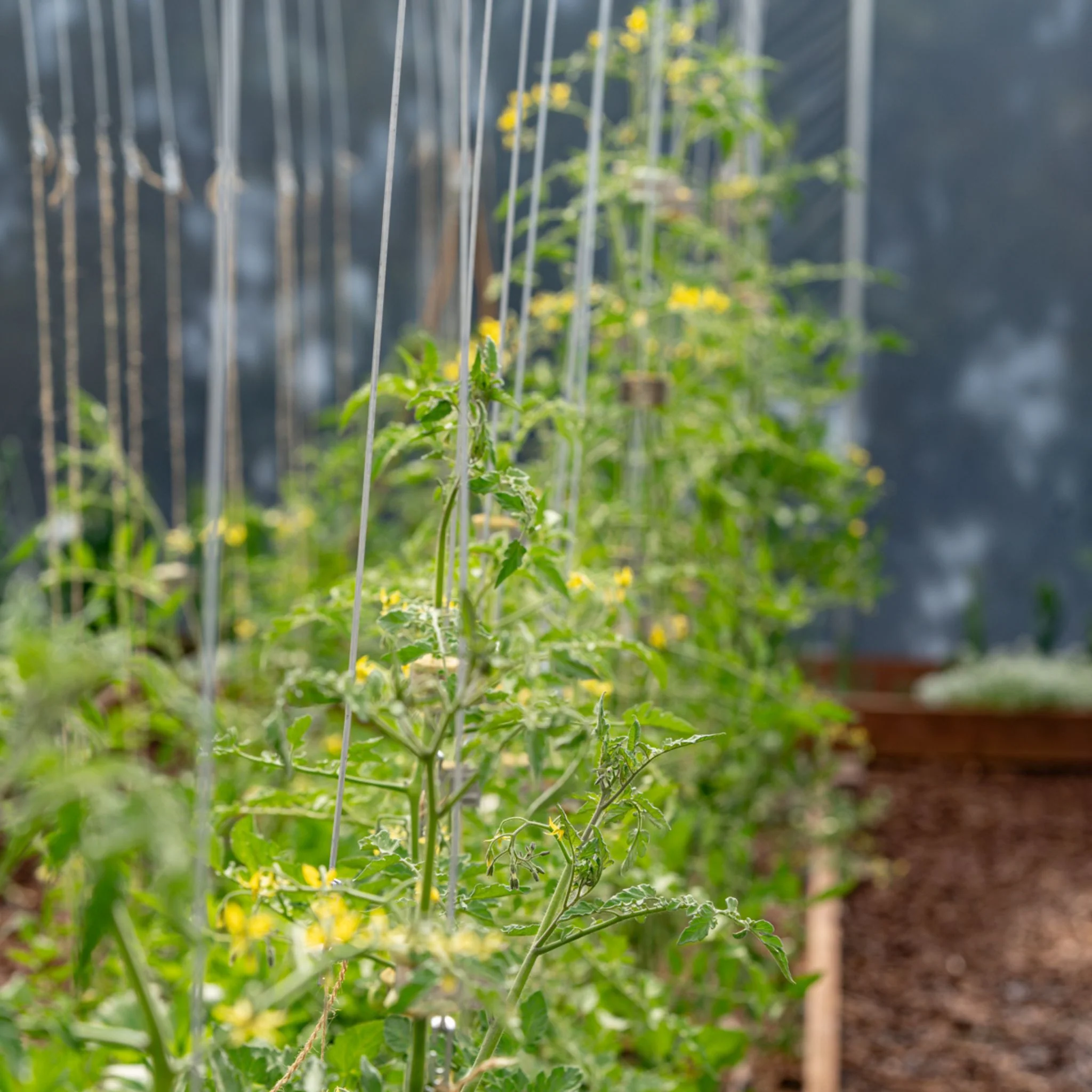 Qlipr Trellising System - Image 4
