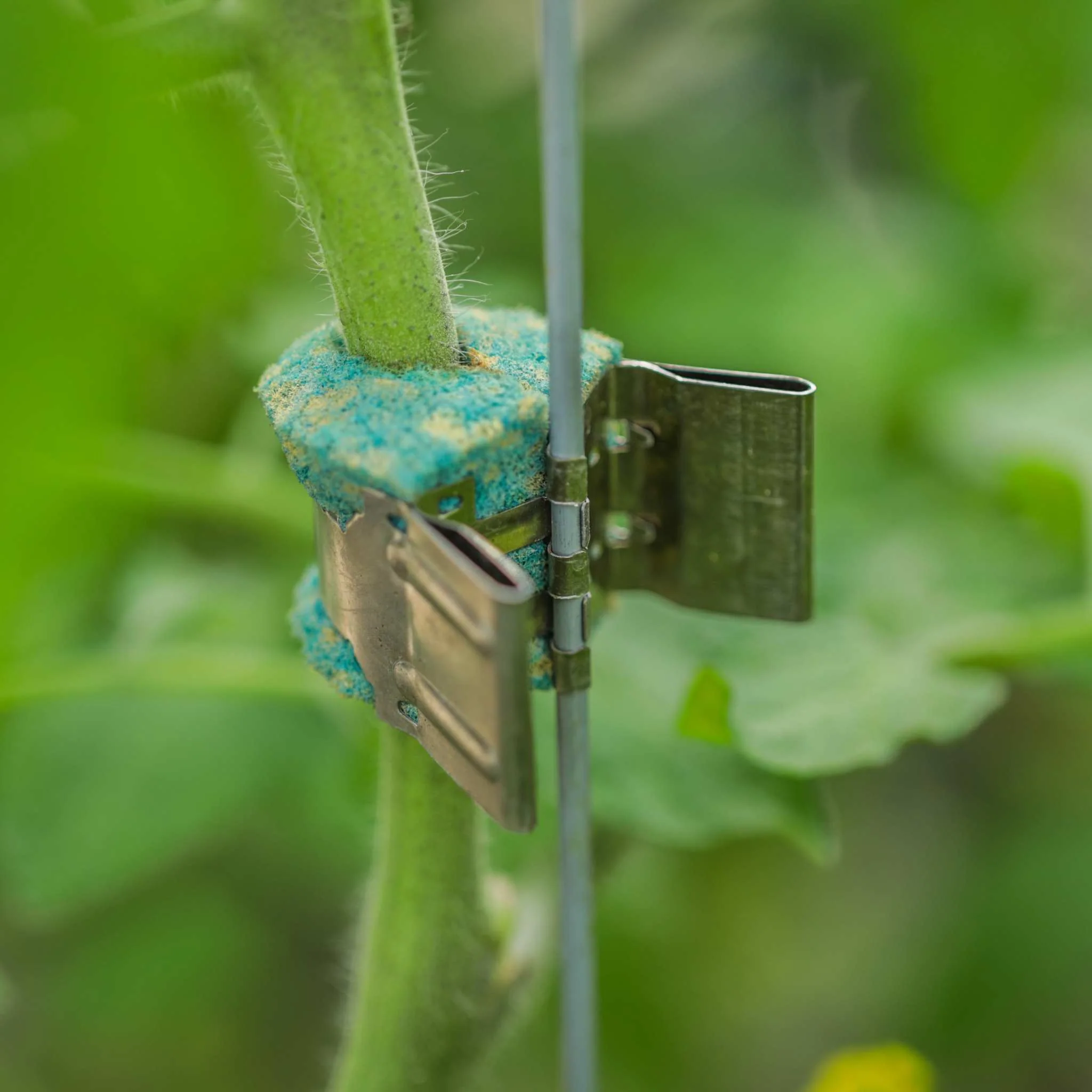 Qlipr Trellising System - Image 6
