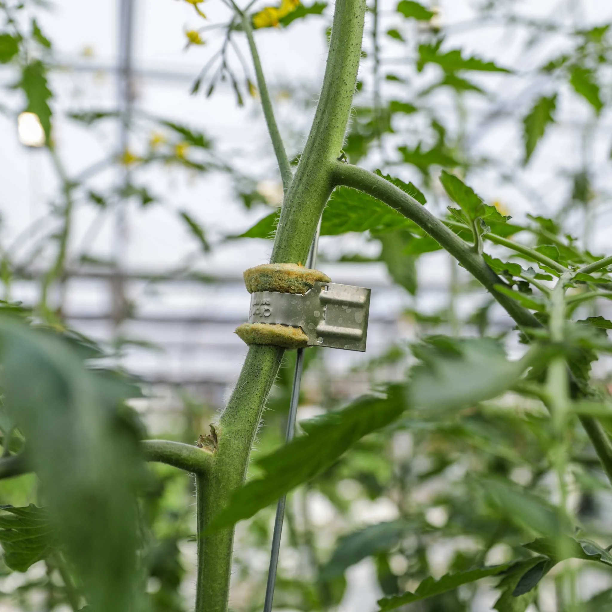 Qlipr Trellising System - Image 8