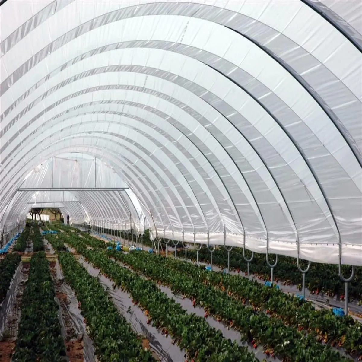 Greenhouse Woven Plastic 8 mil- Solarig 156 - Image 6