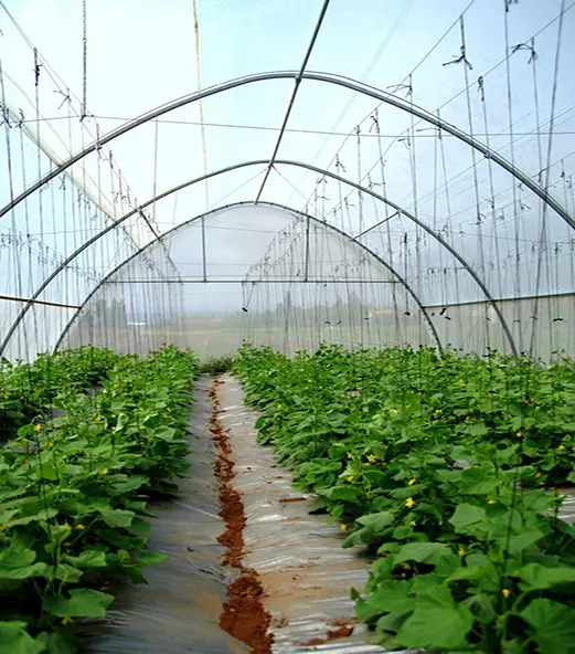 Greenhouse Woven Plastic 8 mil- Solarig 156 - Image 8