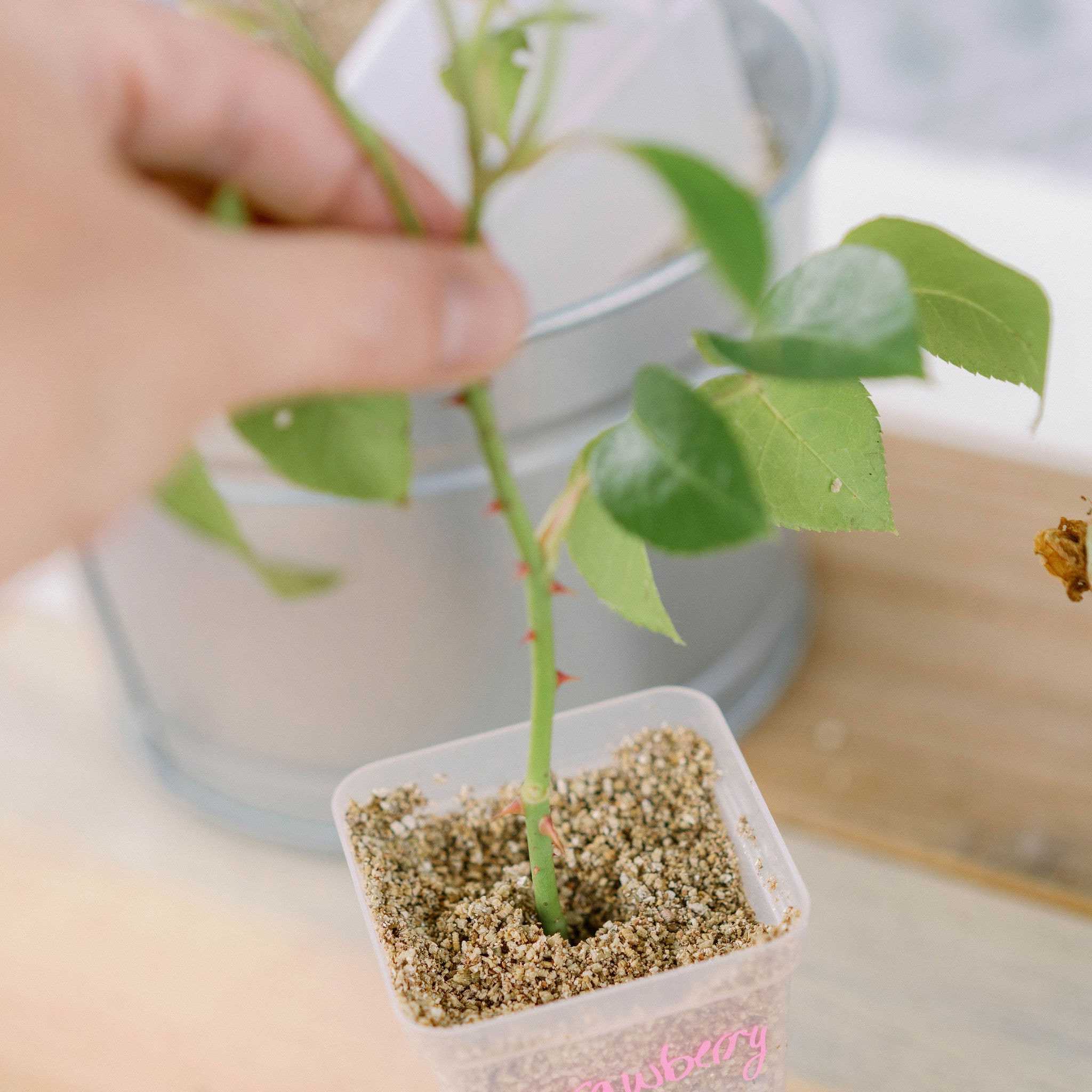 Seed Starter Pots - 2.5" Extra Strength - Image 14