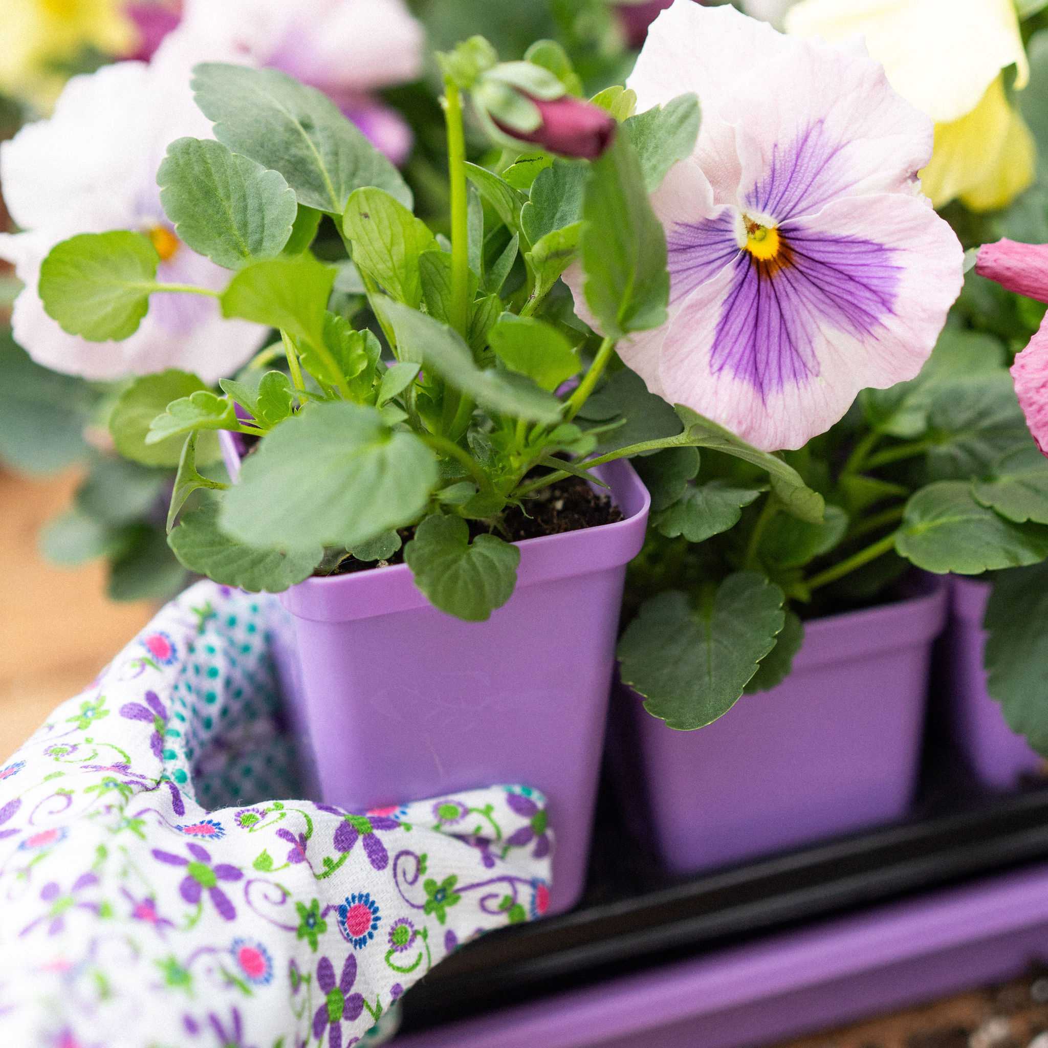 Seed Starter Pots - 2.5" Extra Strength - Image 22