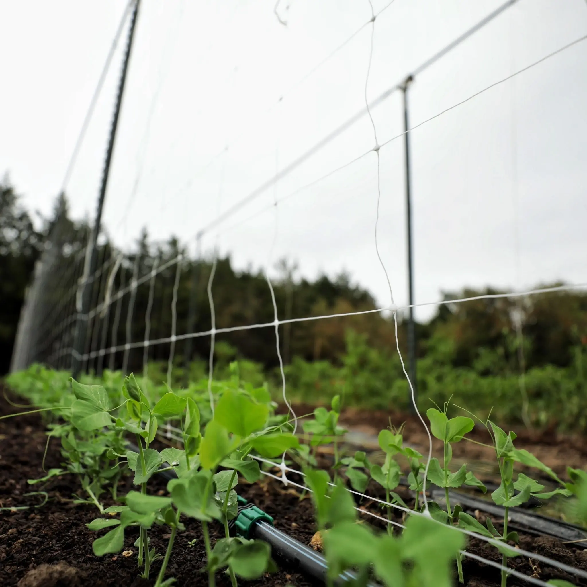 Trellis Netting | 6" Mesh - Image 5