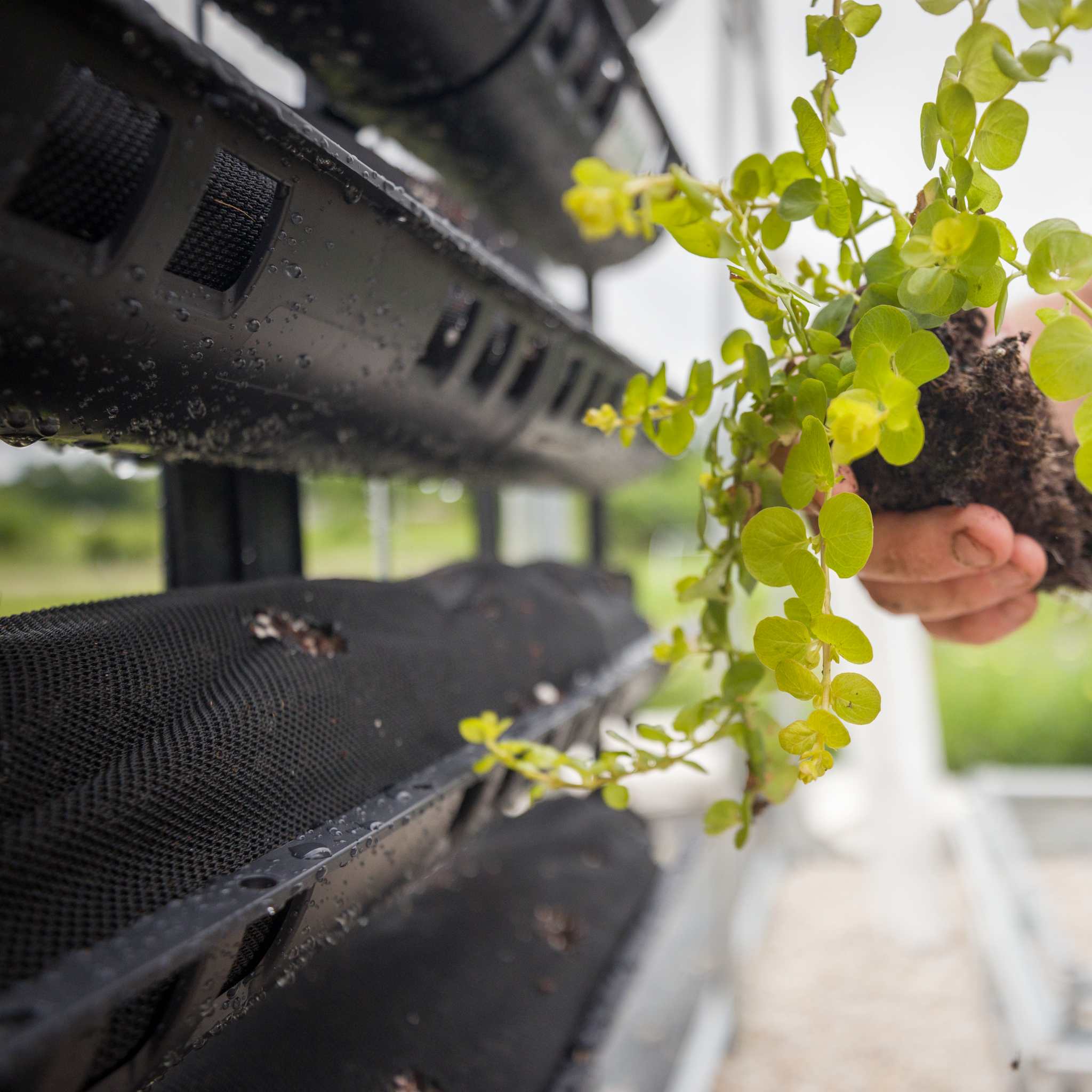 Varden™ Kitchen Garden - Image 4