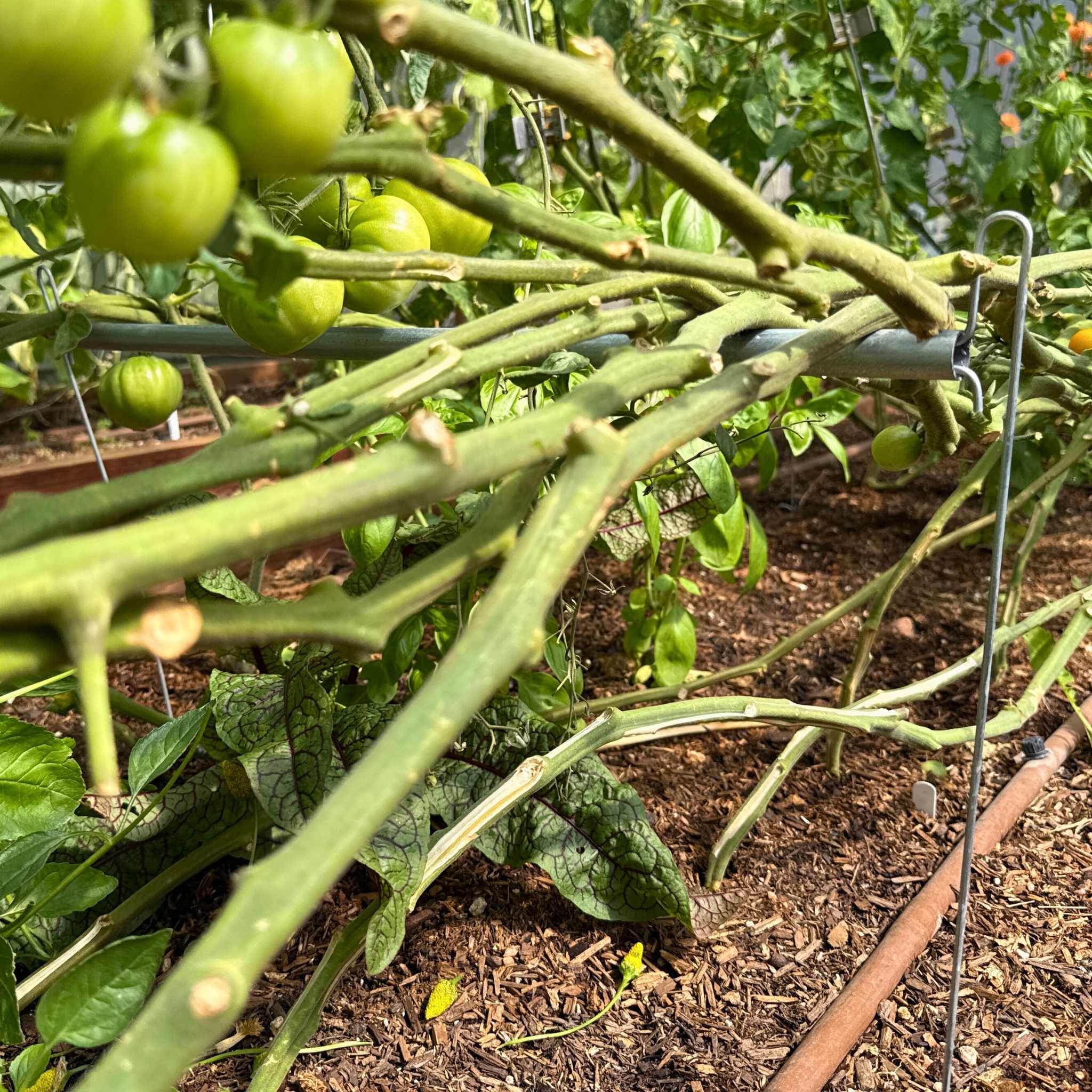 Vine Buddy Trellis Support - Image 3