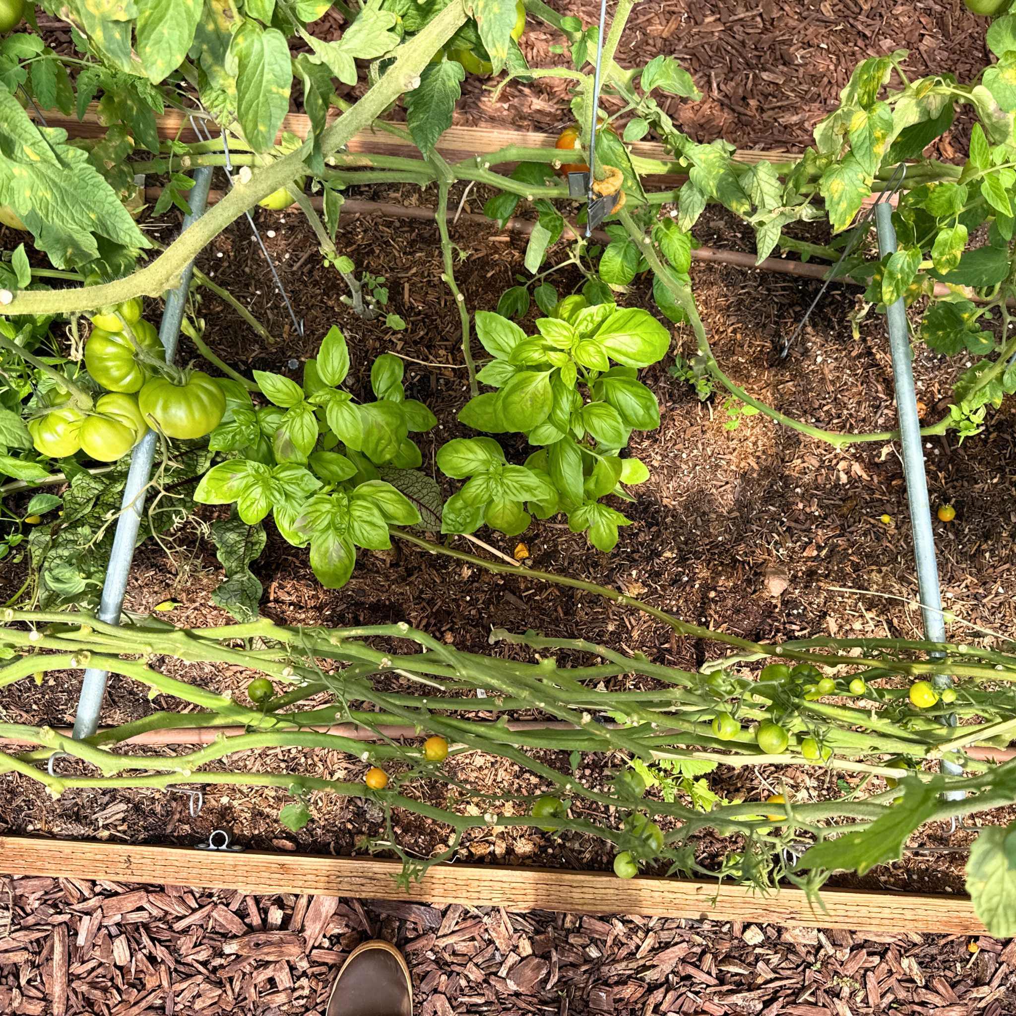 Vine Buddy Trellis Support - Image 4