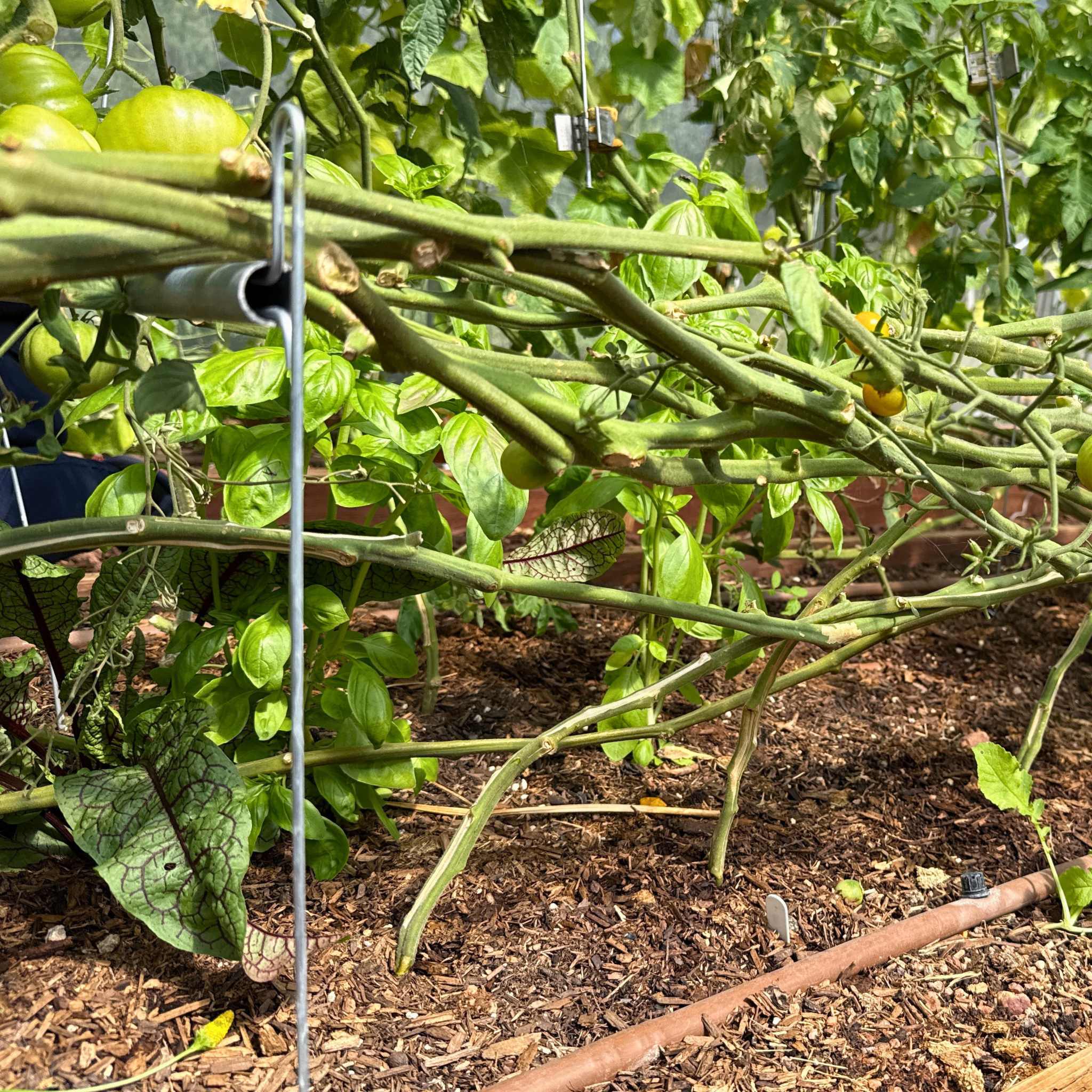 Vine Buddy Trellis Support - Image 5